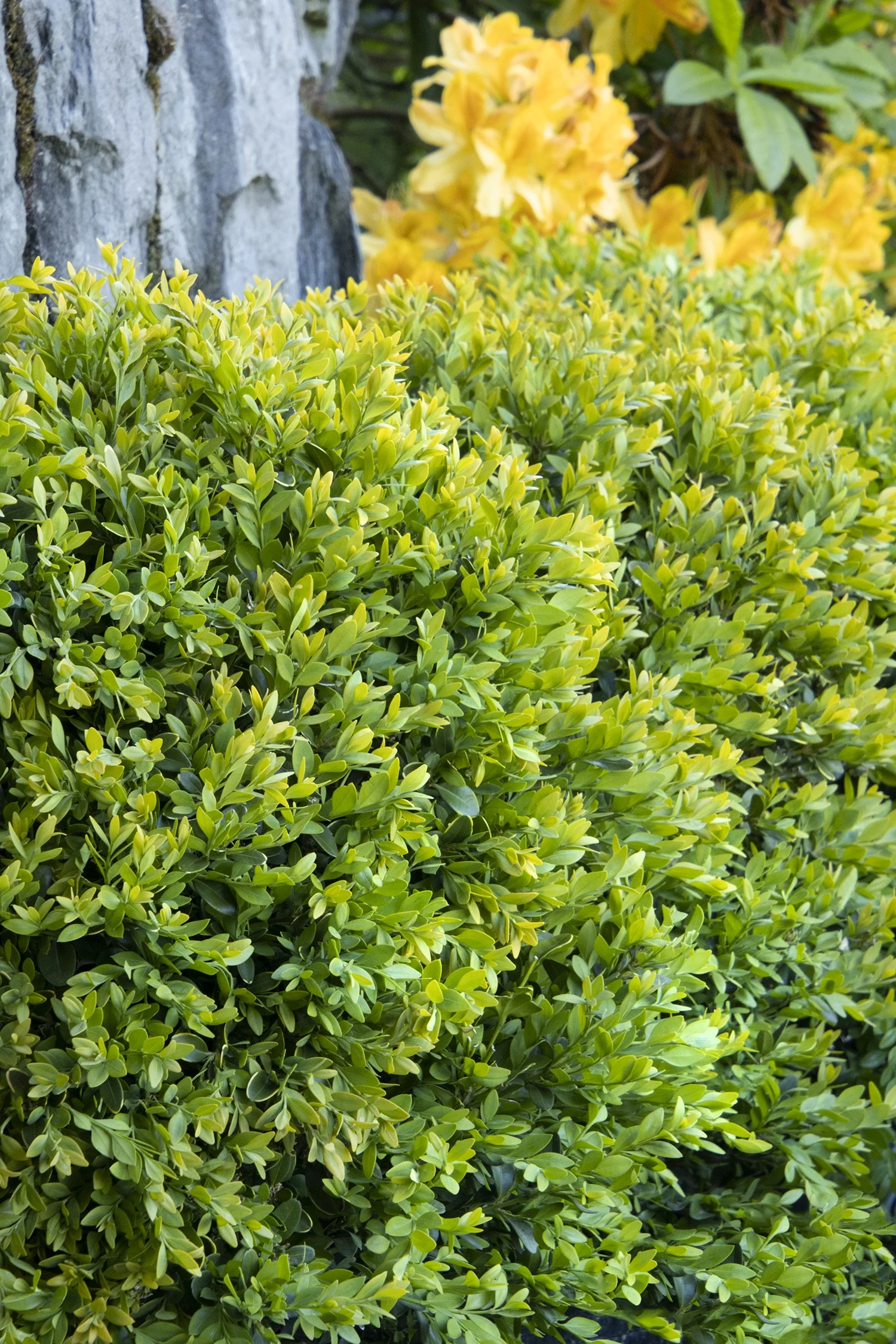 Chicagoland Green® Boxwood 12 Chicagoland Green® Boxwood