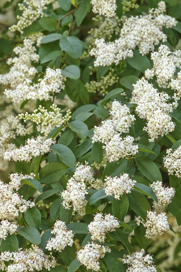 California Privet 1 California Privet