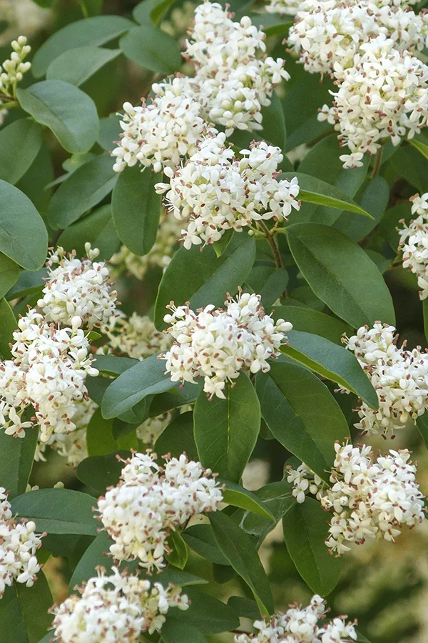 California Privet 2 California Privet