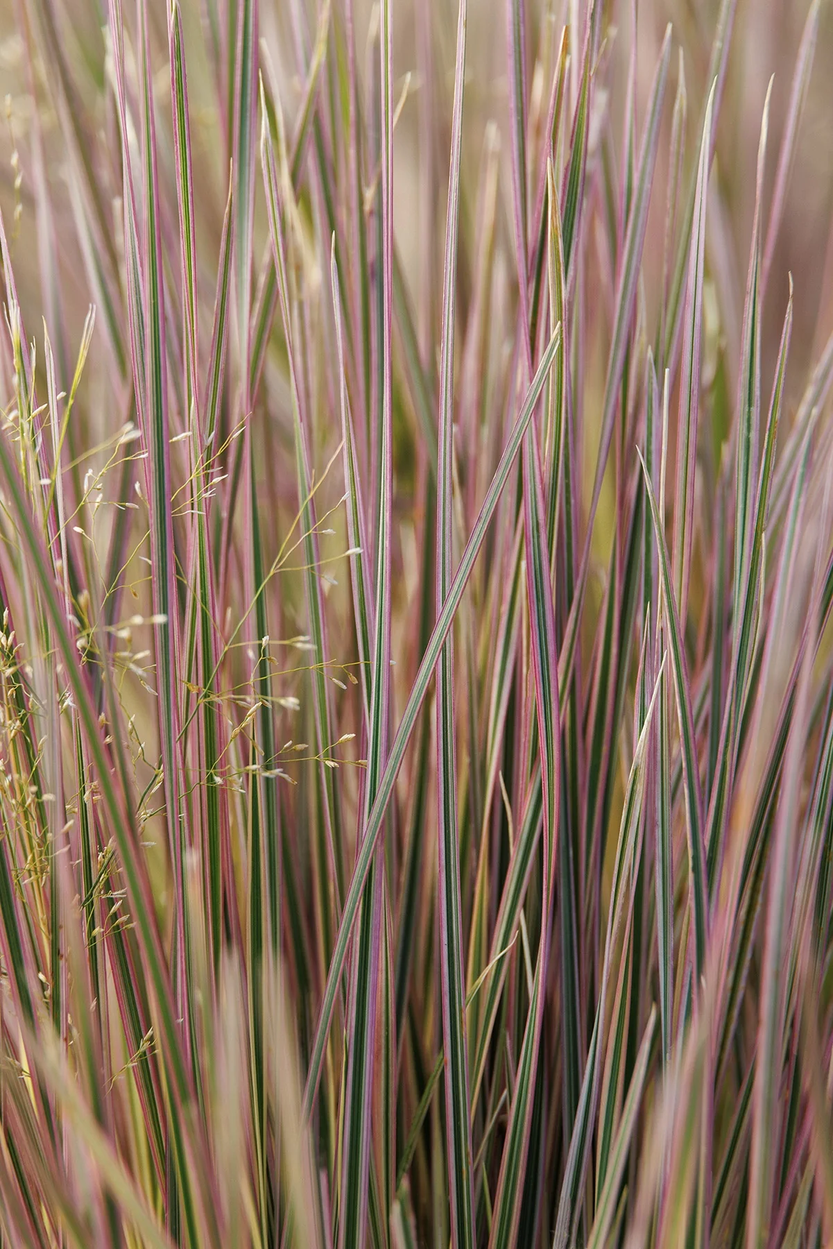 Northern Lights Tufted Hair Grass 4 Northern Lights Tufted Hair Grass