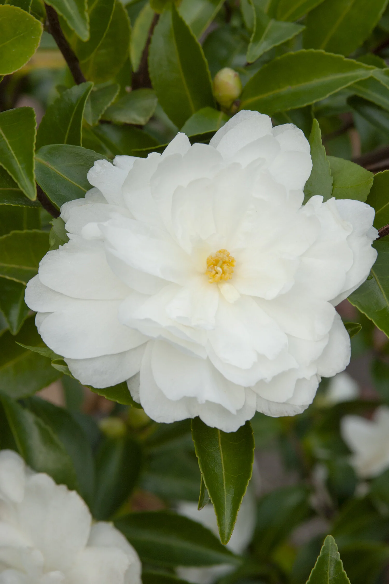 White Doves Camellia 11 White Doves Camellia