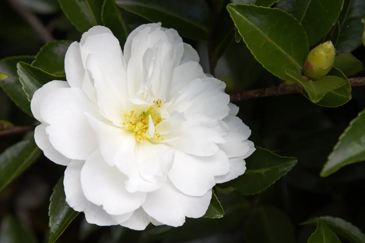 White Doves Camellia 2 White Doves Camellia