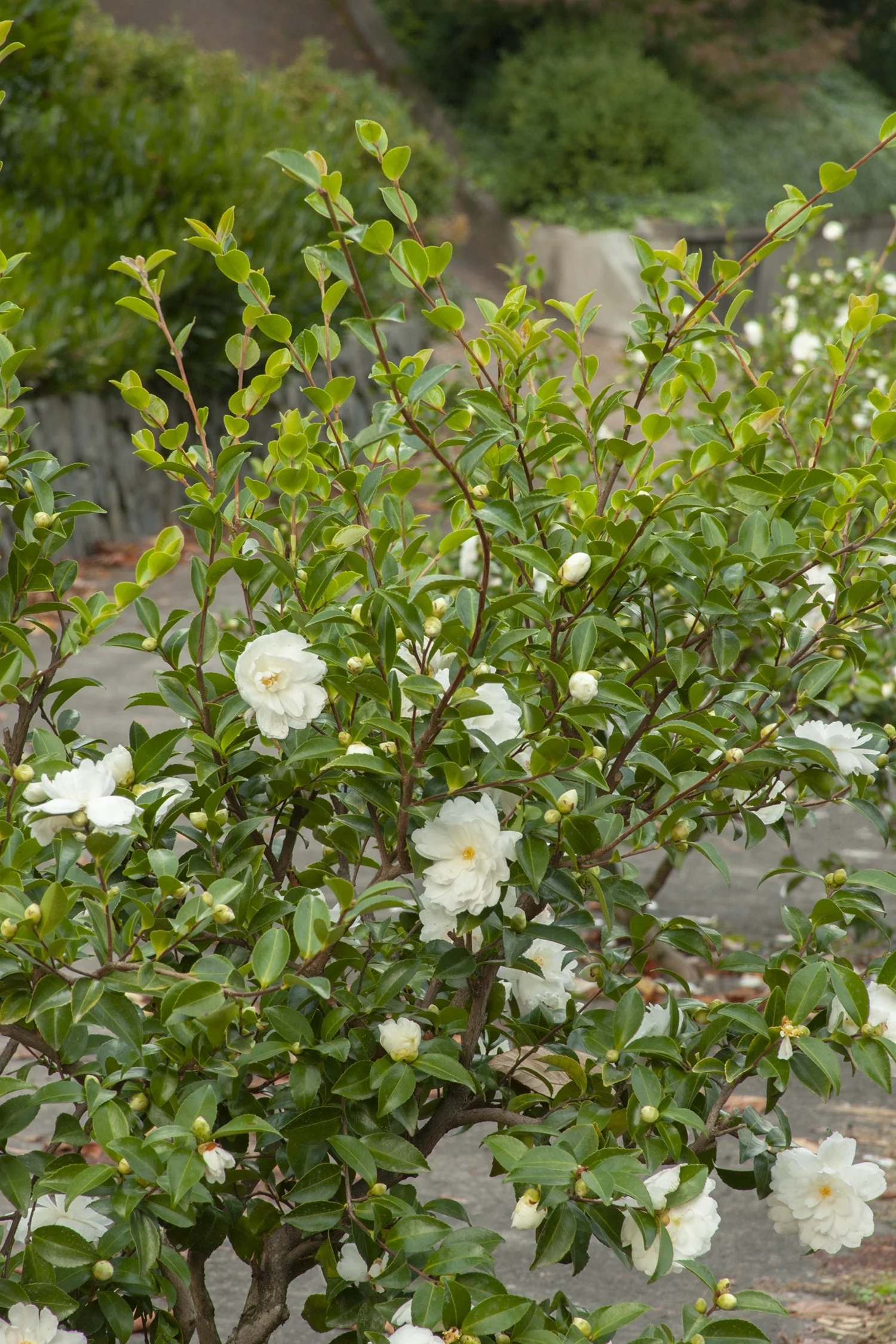 White Doves Camellia 3 White Doves Camellia