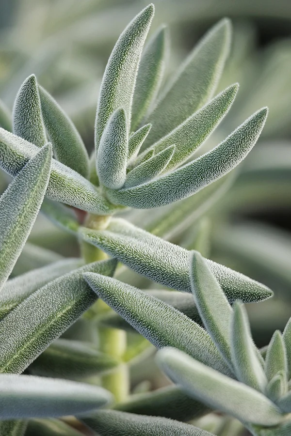Tenelli Bling Crassula 5 Tenelli Bling Crassula