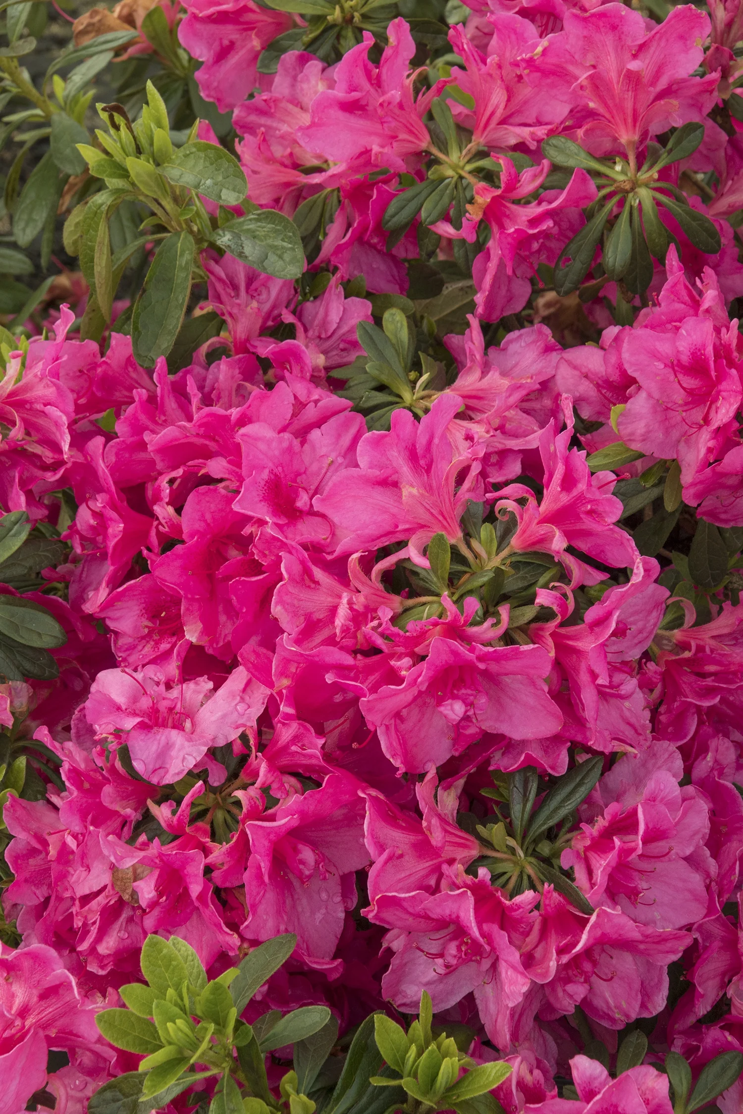 Rose Glow Azalea 1 Rose Glow Azalea