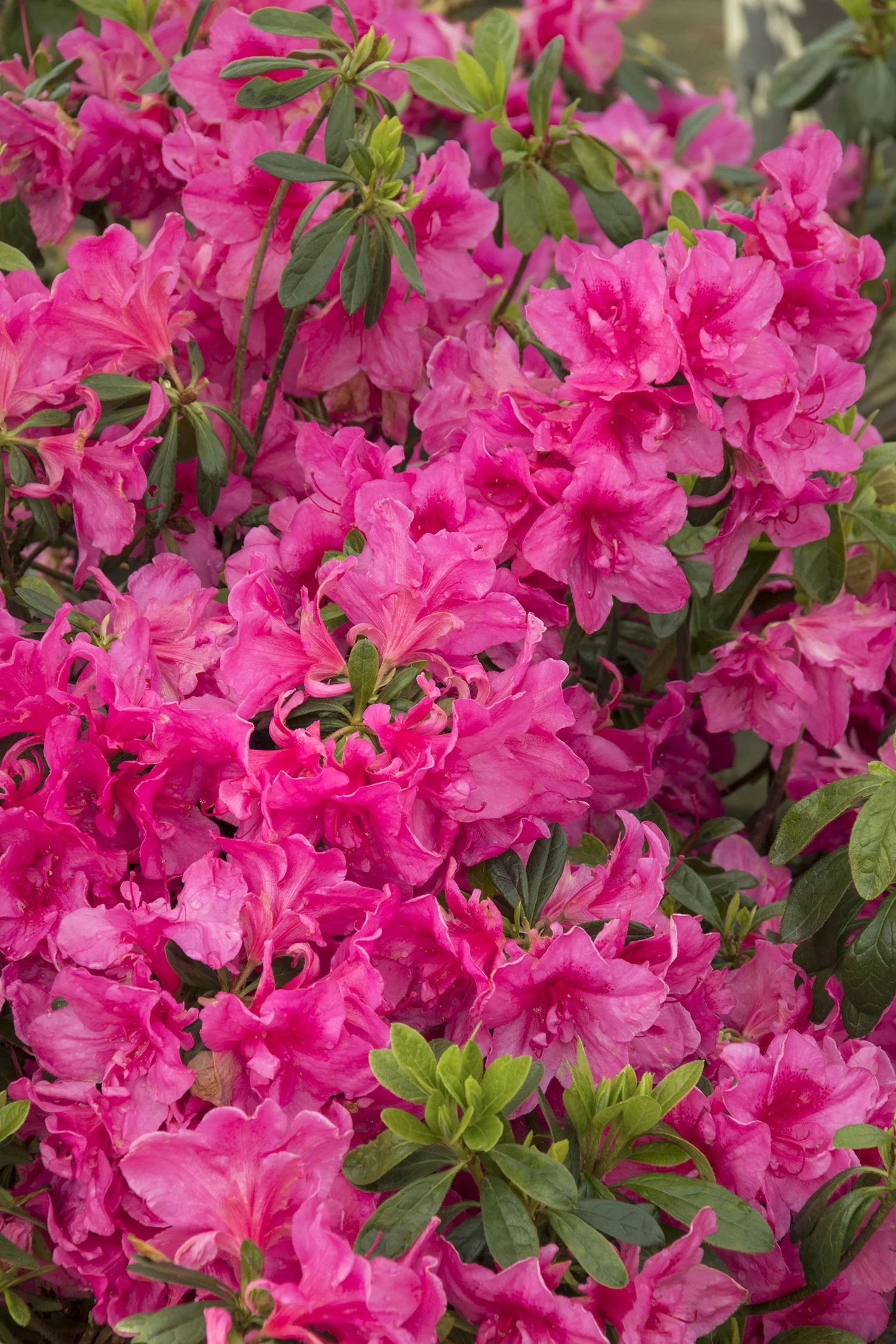 Rose Glow Azalea 2 Rose Glow Azalea