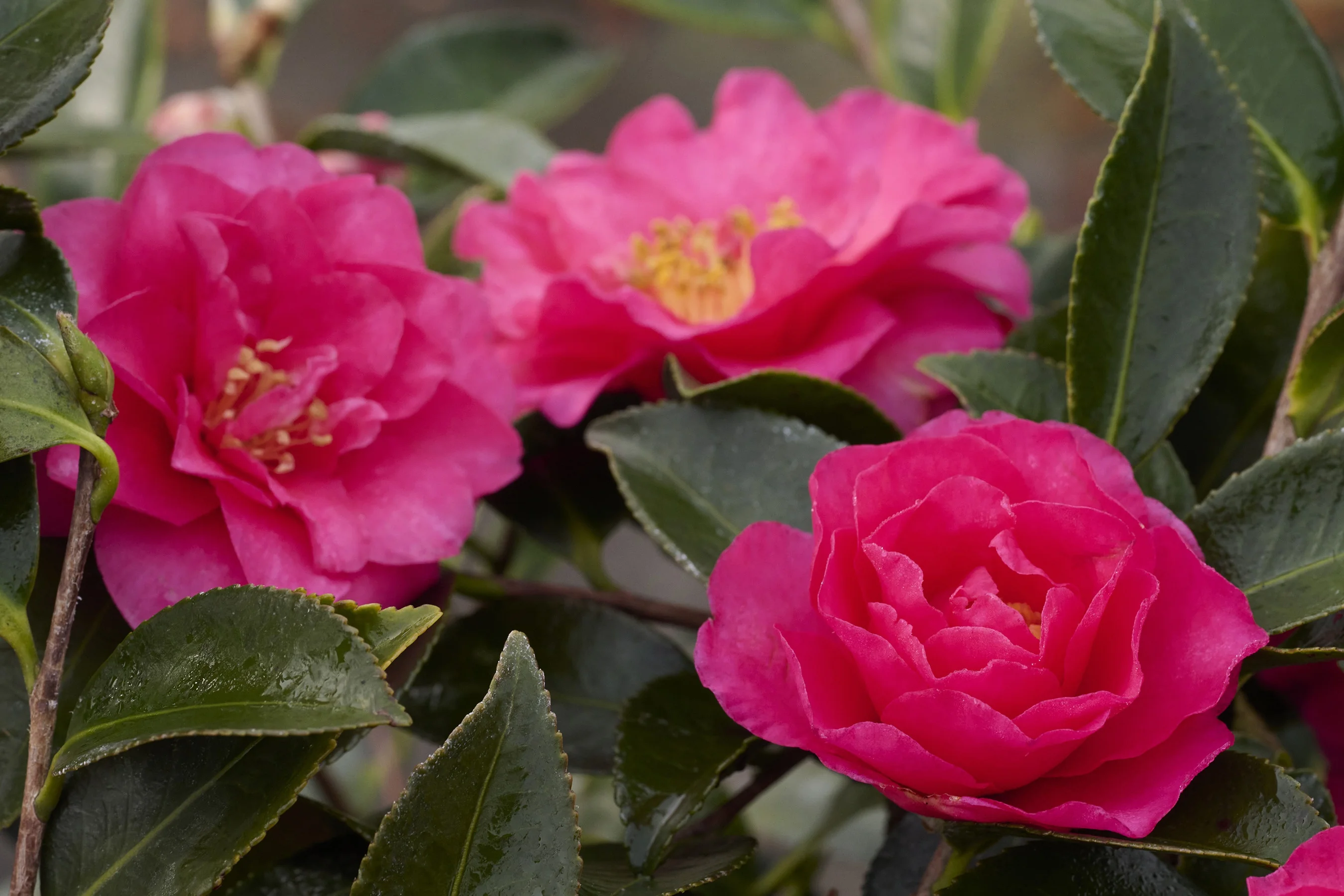 Shishi Gashira Camellia 1 Shishi Gashira Camellia