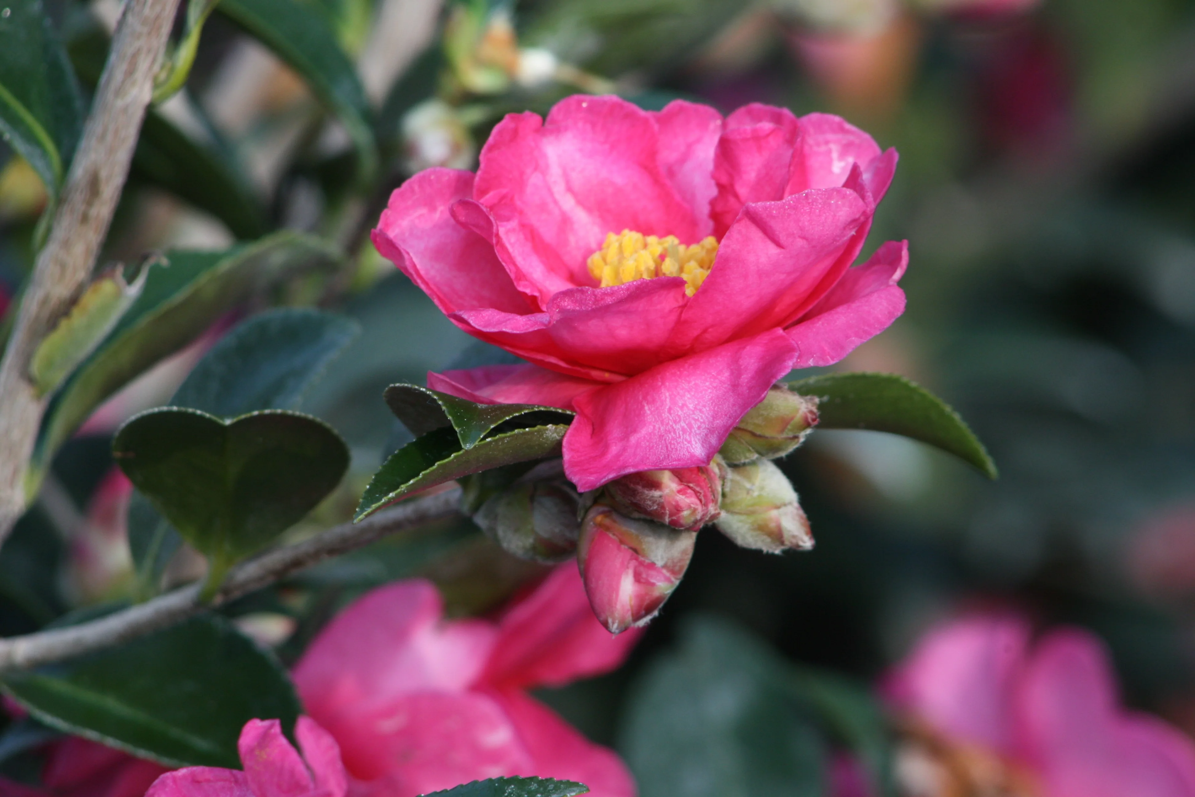 Shishi Gashira Camellia 2 Shishi Gashira Camellia