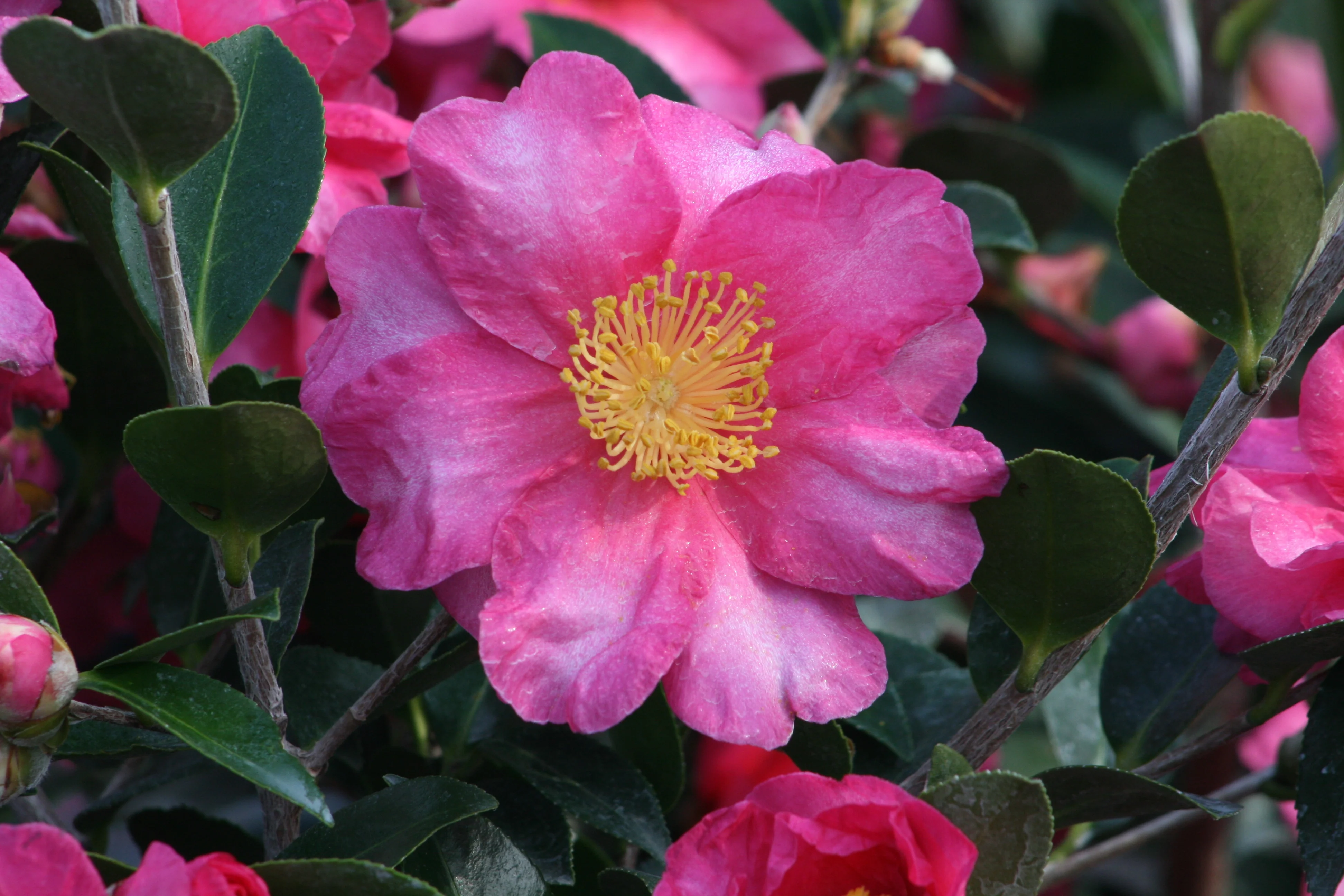 Shishi Gashira Camellia 3 Shishi Gashira Camellia