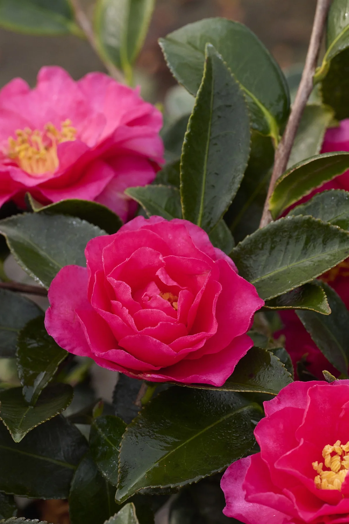 Shishi Gashira Camellia 4 Shishi Gashira Camellia