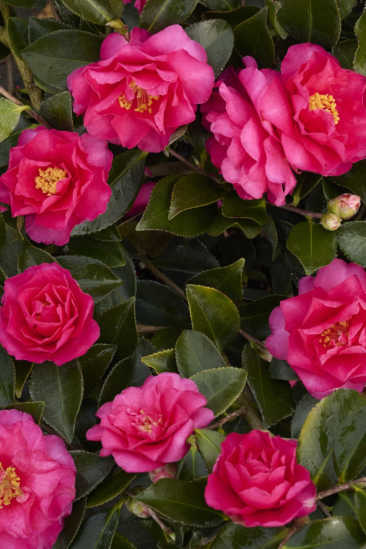 Shishi Gashira Camellia 5 Shishi Gashira Camellia