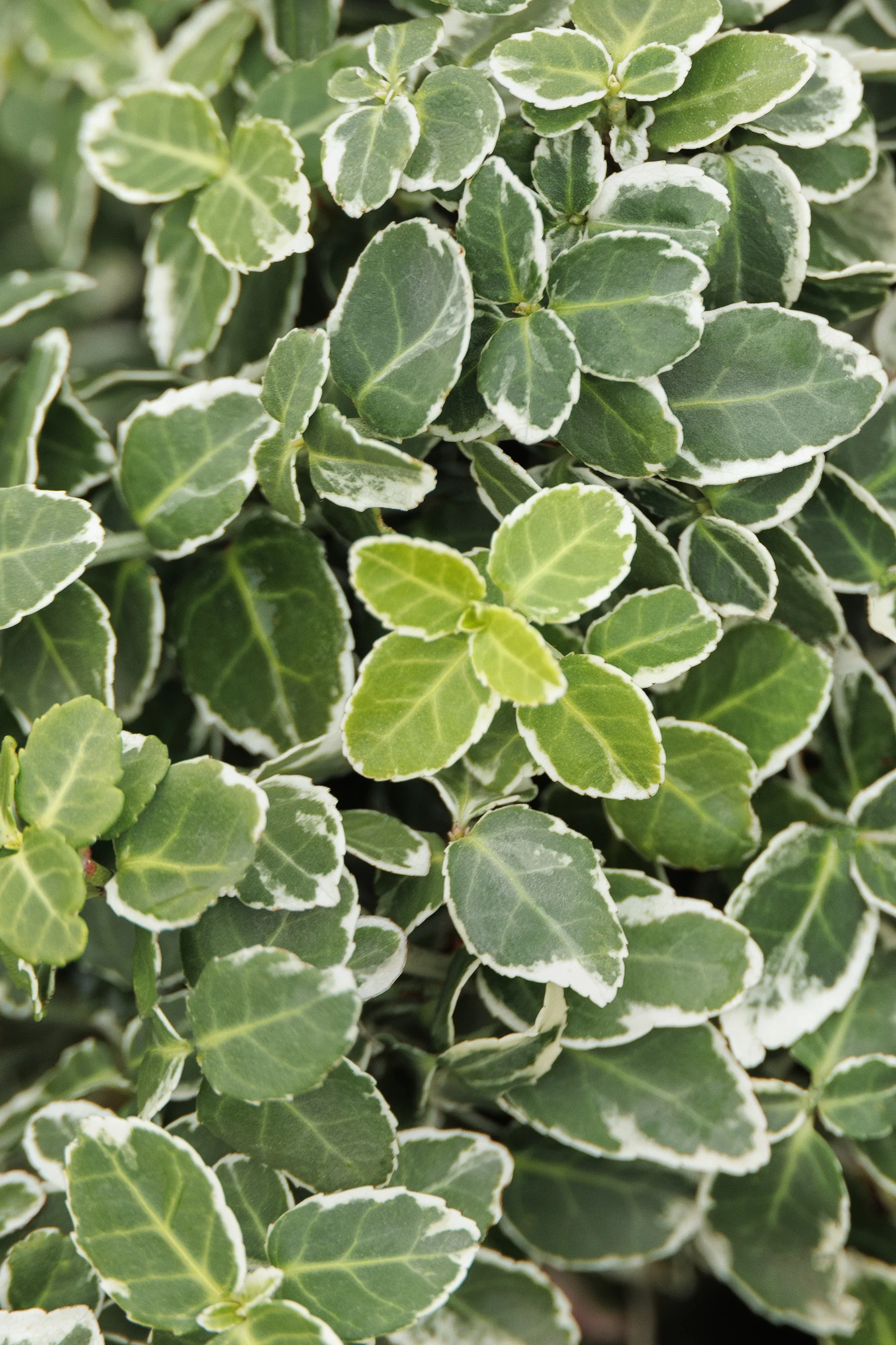 Emerald Gaiety Wintercreeper