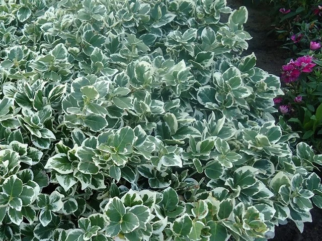 Emerald Gaiety Wintercreeper