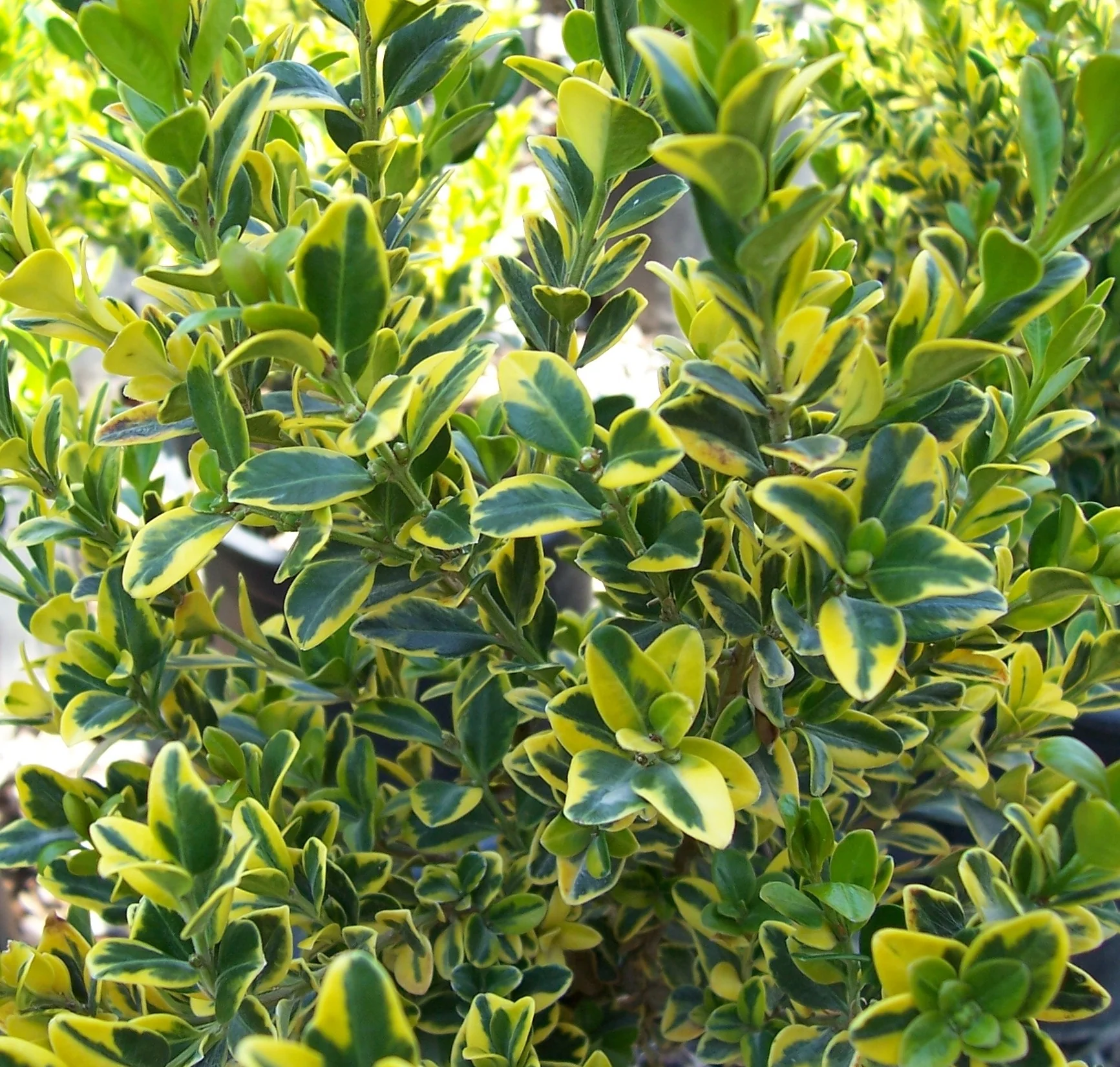 Golden Triumph Boxwood 10 Golden Triumph Boxwood