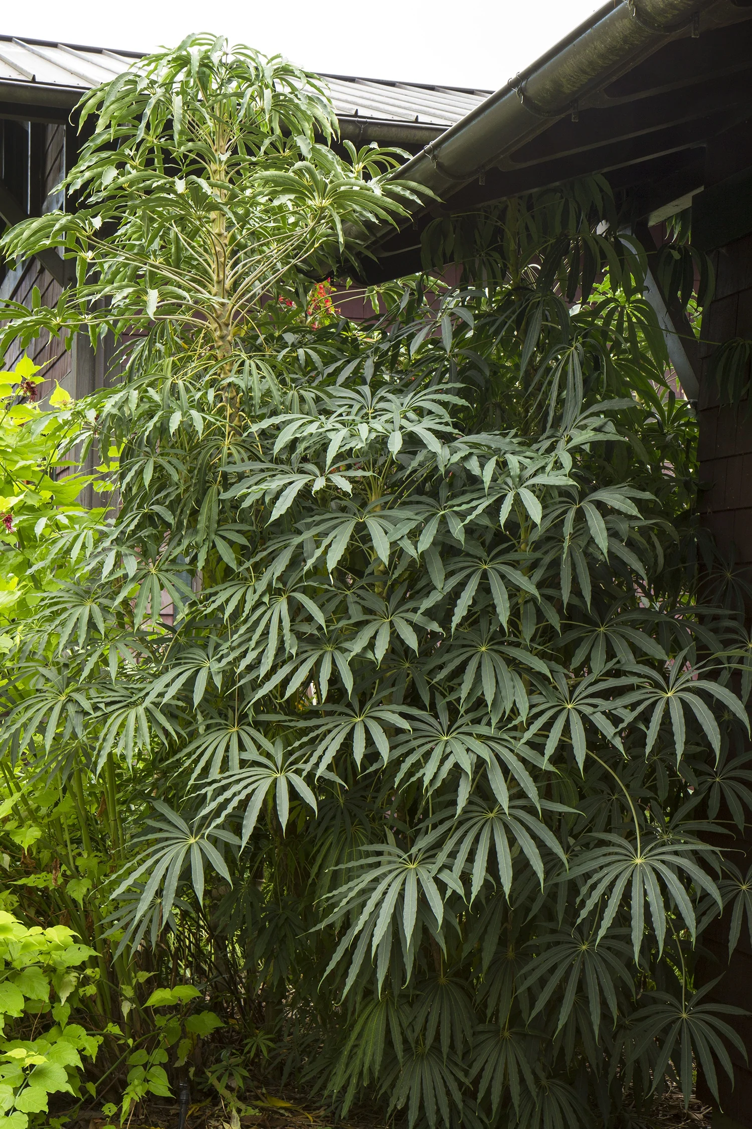 Yuan Shan Hardy Schefflera 4 Yuan Shan Hardy Schefflera