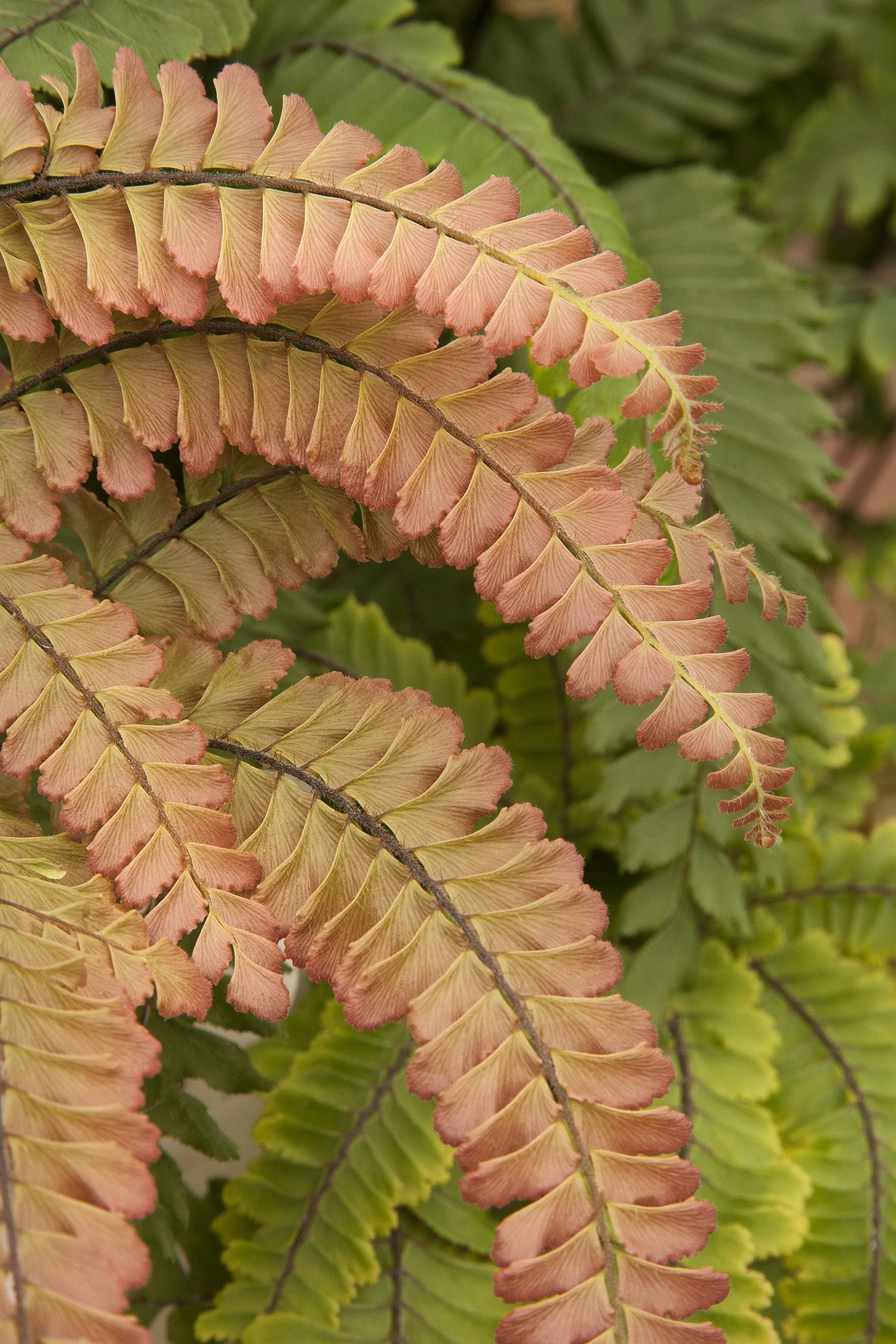 Rosy Australian Maidenhair Fern
