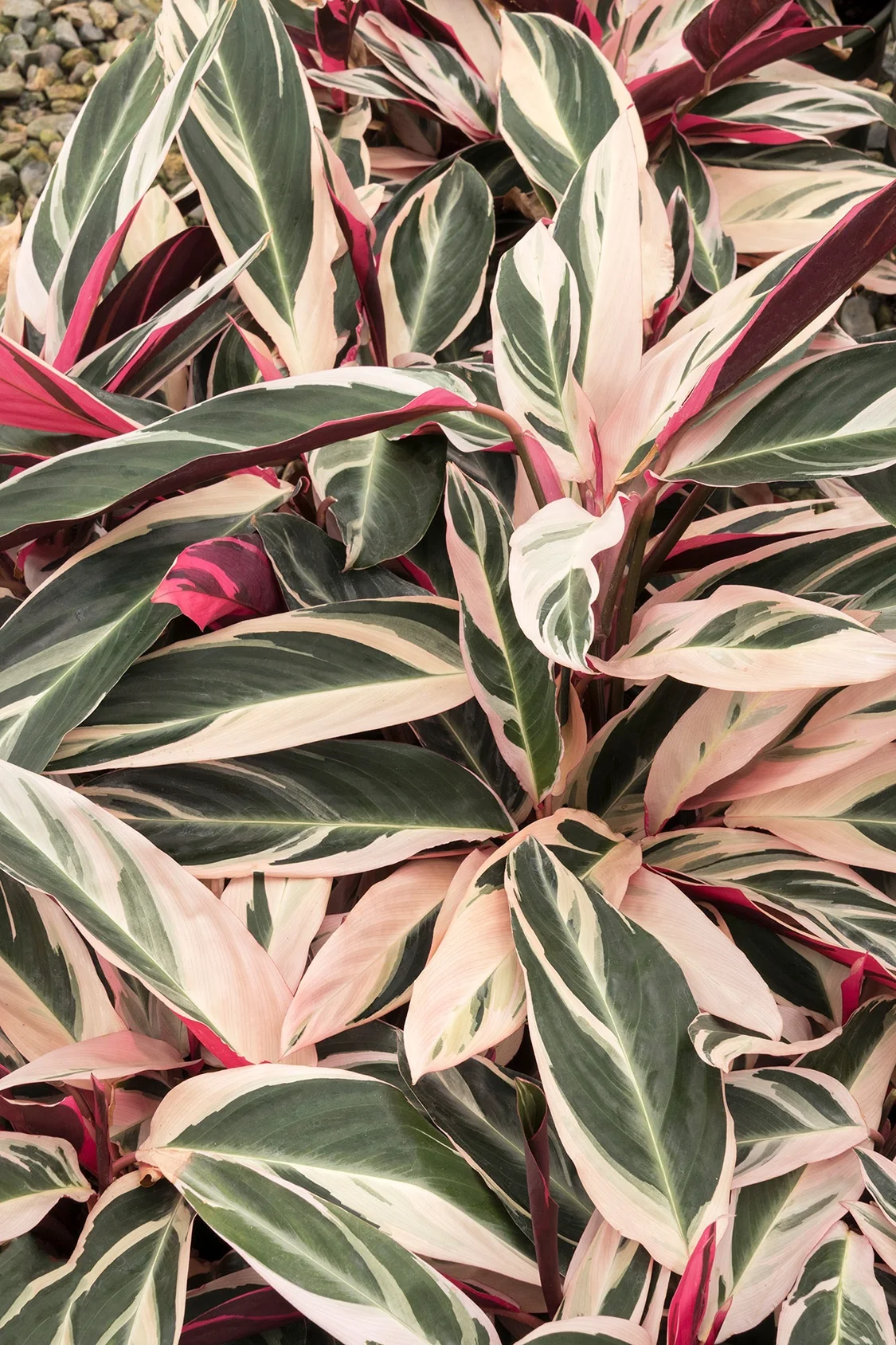Triostar Stromanthe