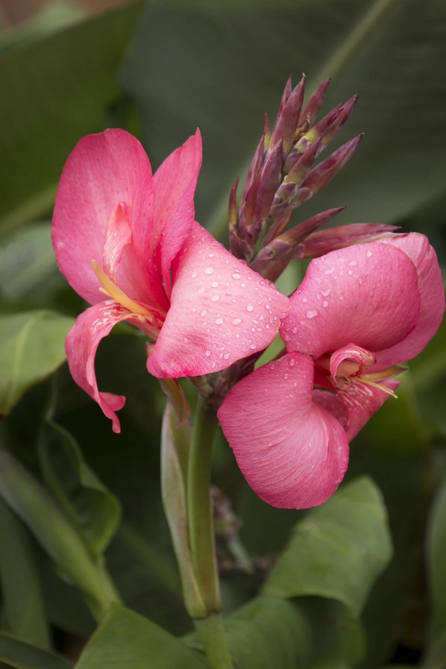 Tropical Rose Canna
