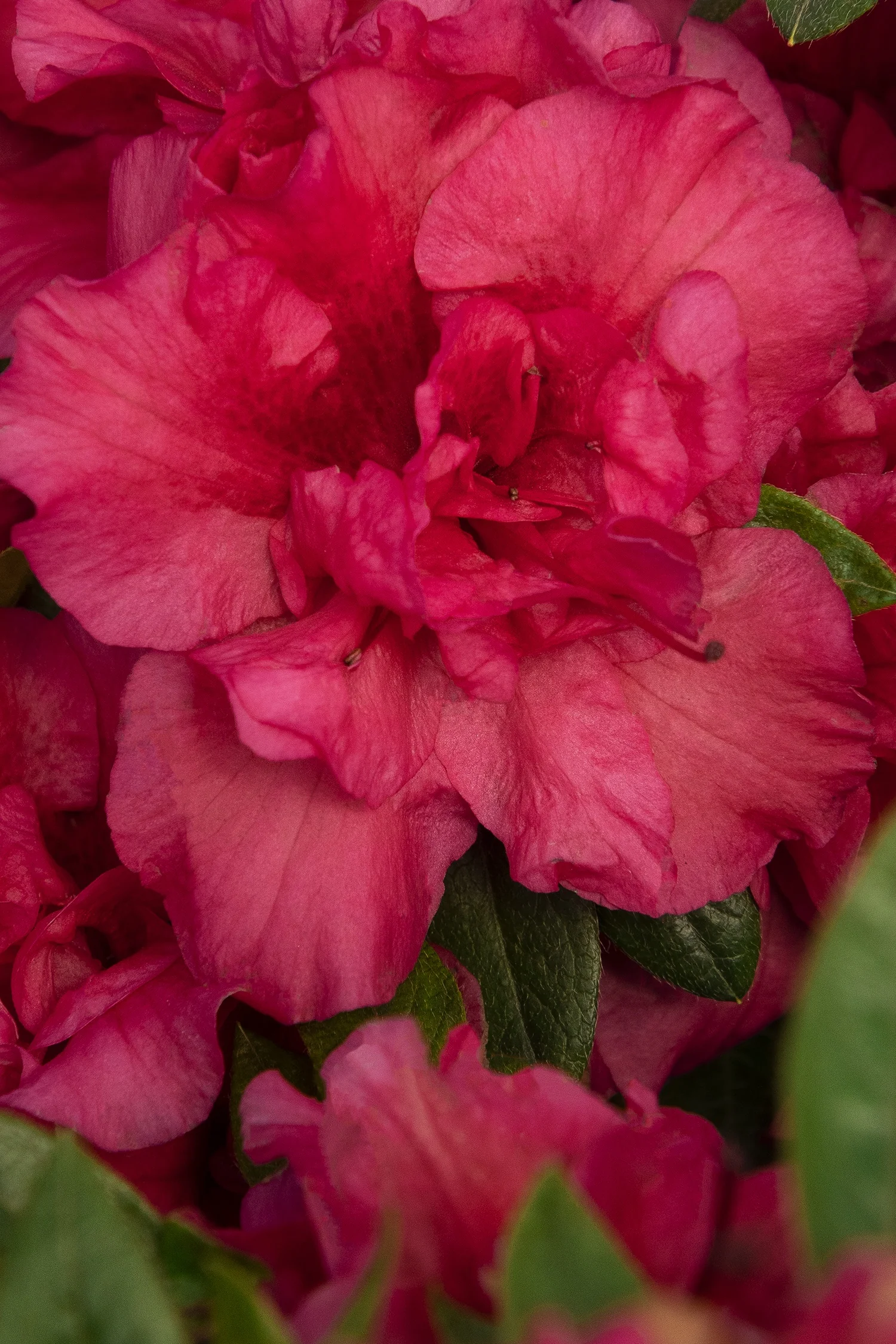 Double Shot® Salmon Azalea