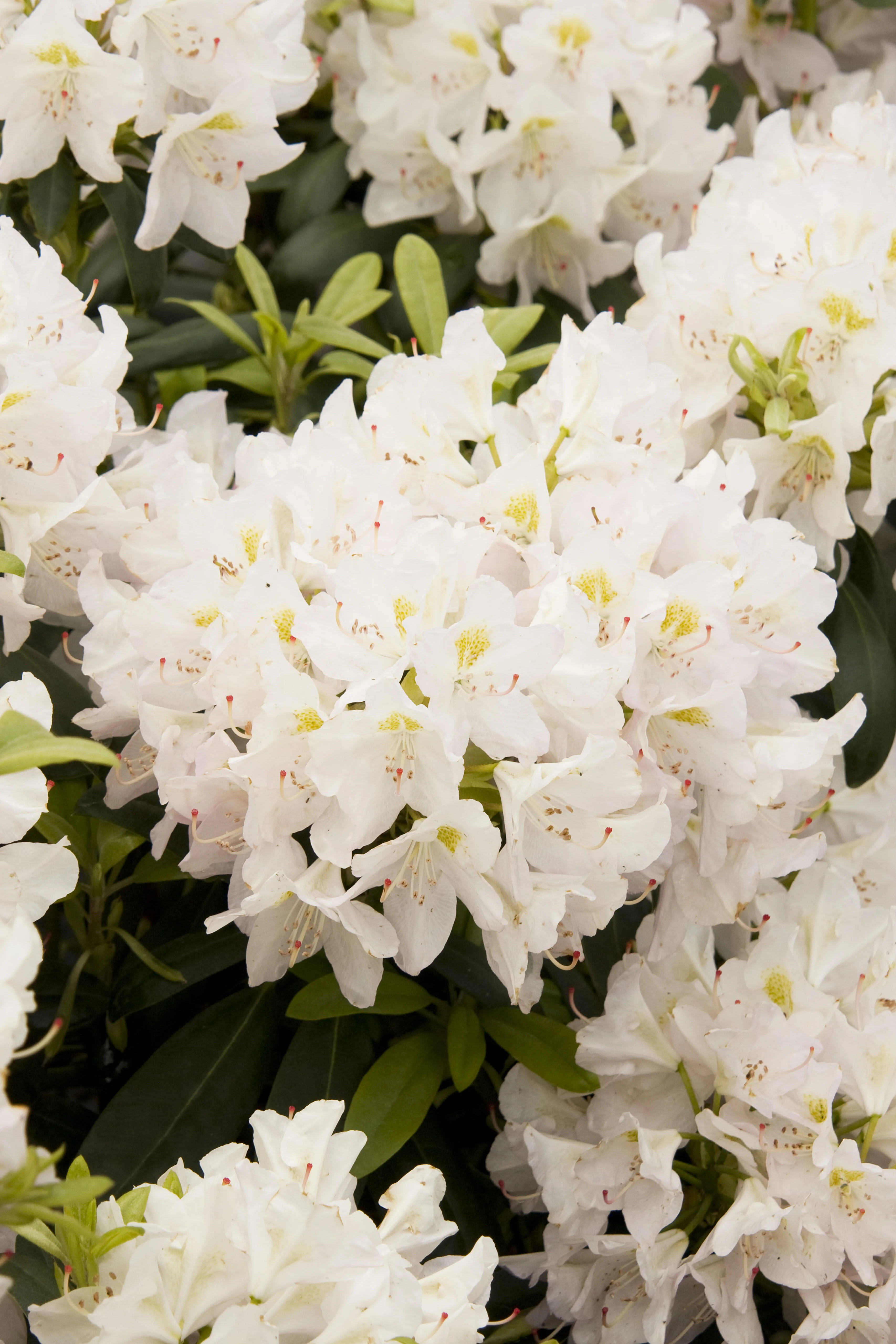 White Catawba Rhododendron