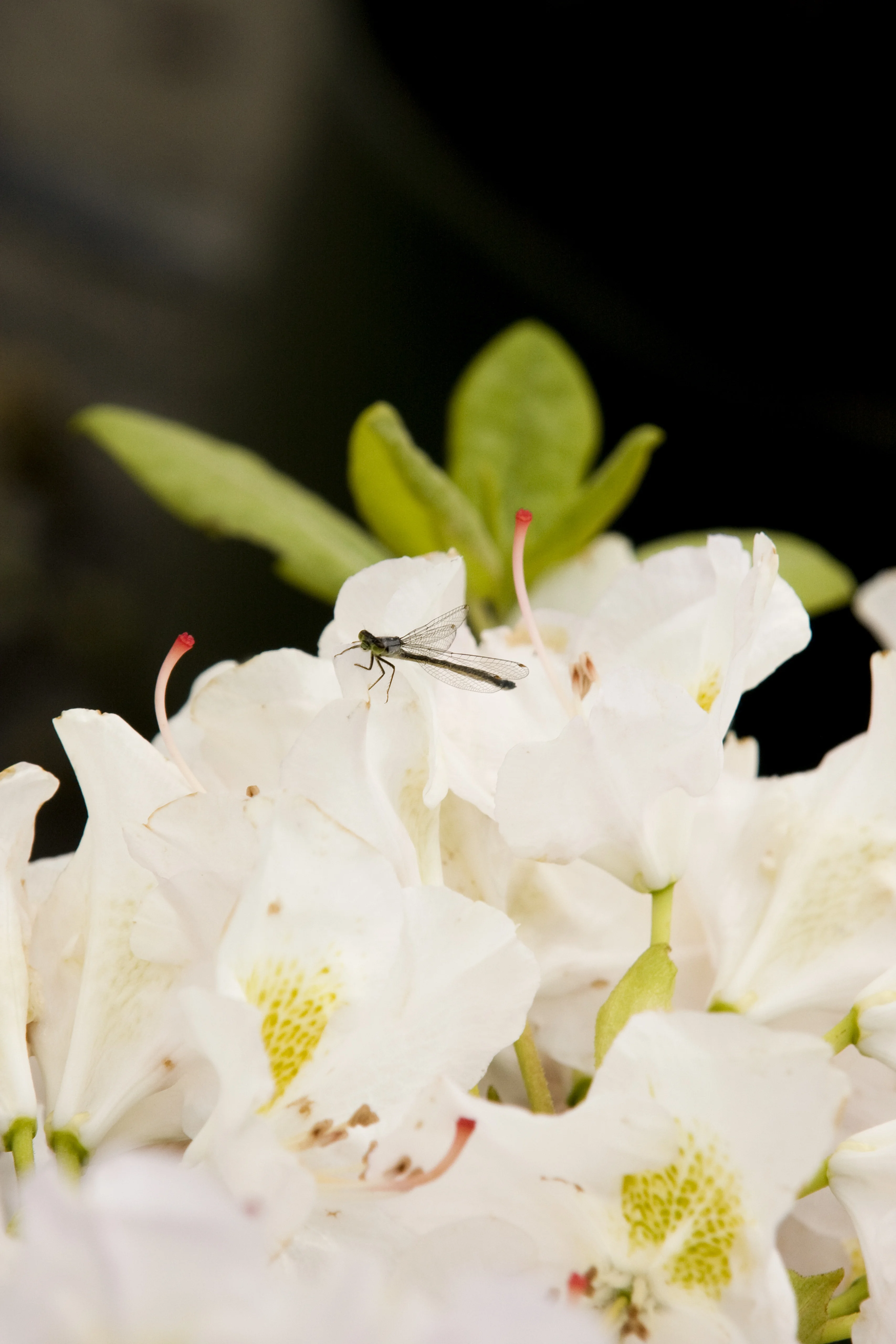 White Catawba Rhododendron