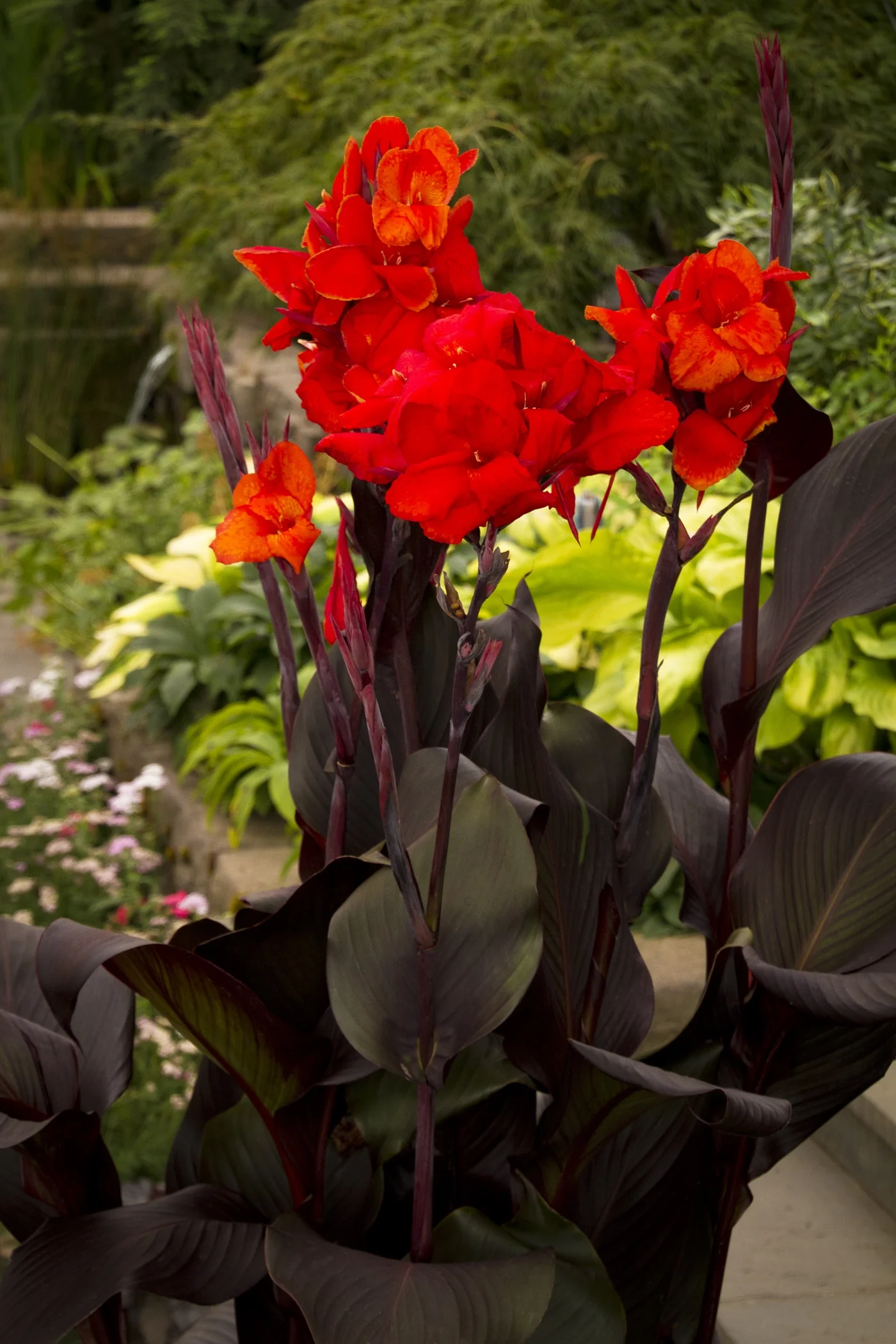 Tropical Bronze Scarlet Canna