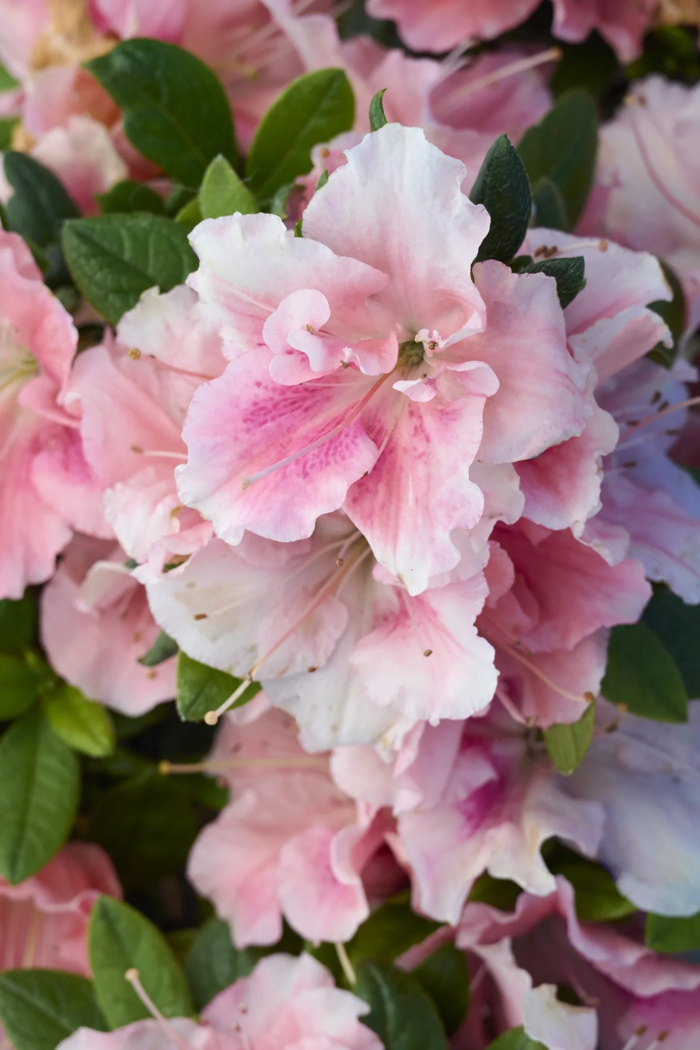 Double Shot® Guava Azalea 11 Double Shot® Guava Azalea