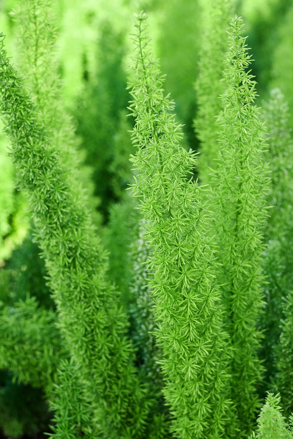 Foxtail Fern 6 Foxtail Fern
