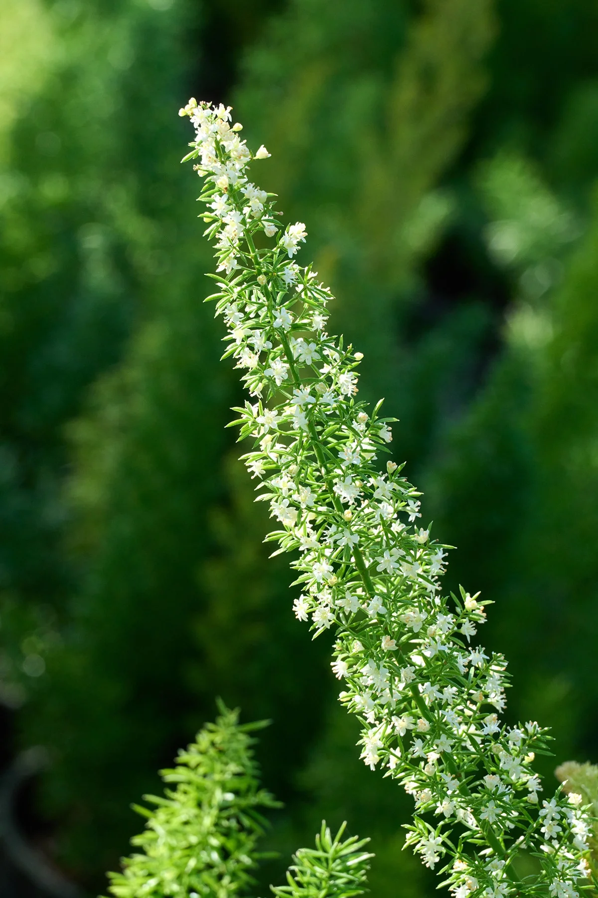 Foxtail Fern 3 Foxtail Fern