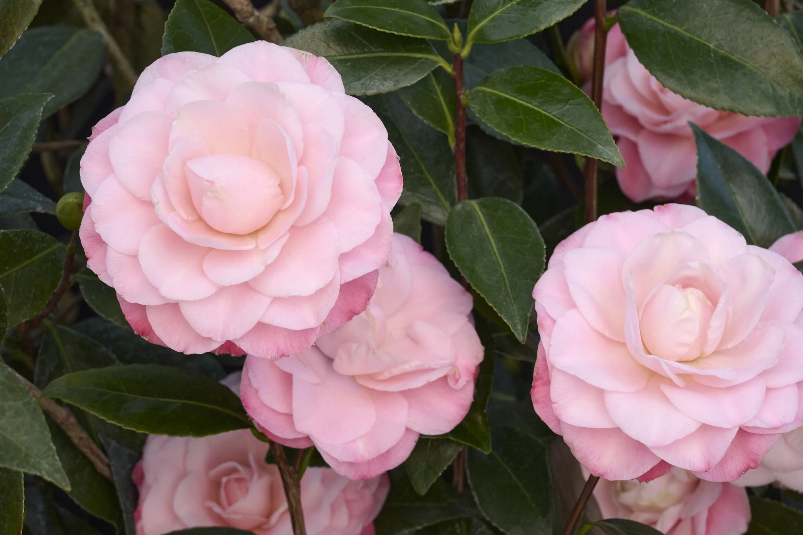 Nuccio's Pearl Camellia 1 Nuccio's Pearl Camellia