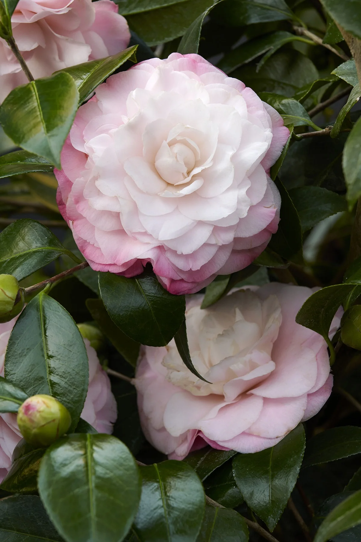 Nuccio's Pearl Camellia 2 Nuccio's Pearl Camellia