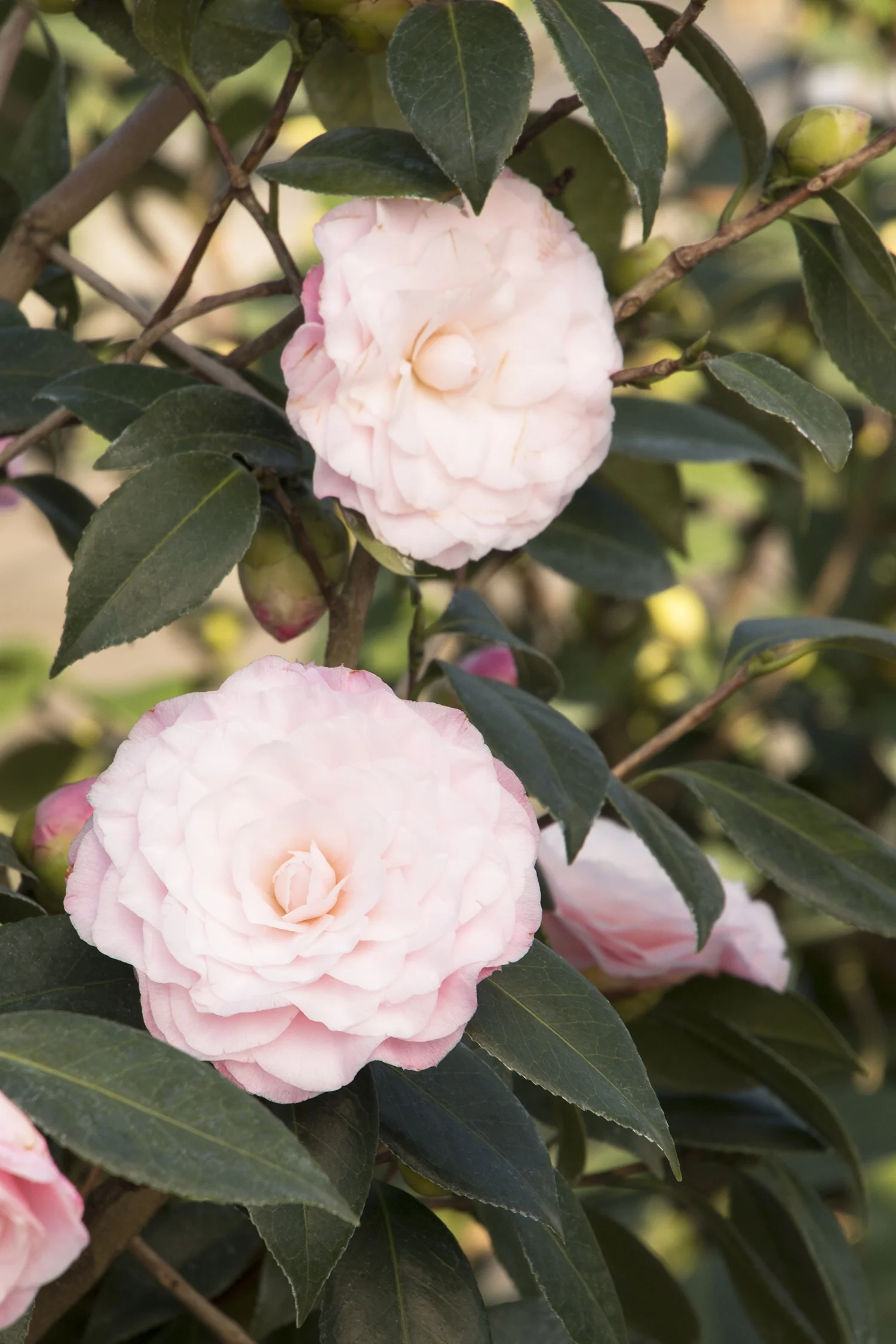 Nuccio's Pearl Camellia 3 Nuccio's Pearl Camellia