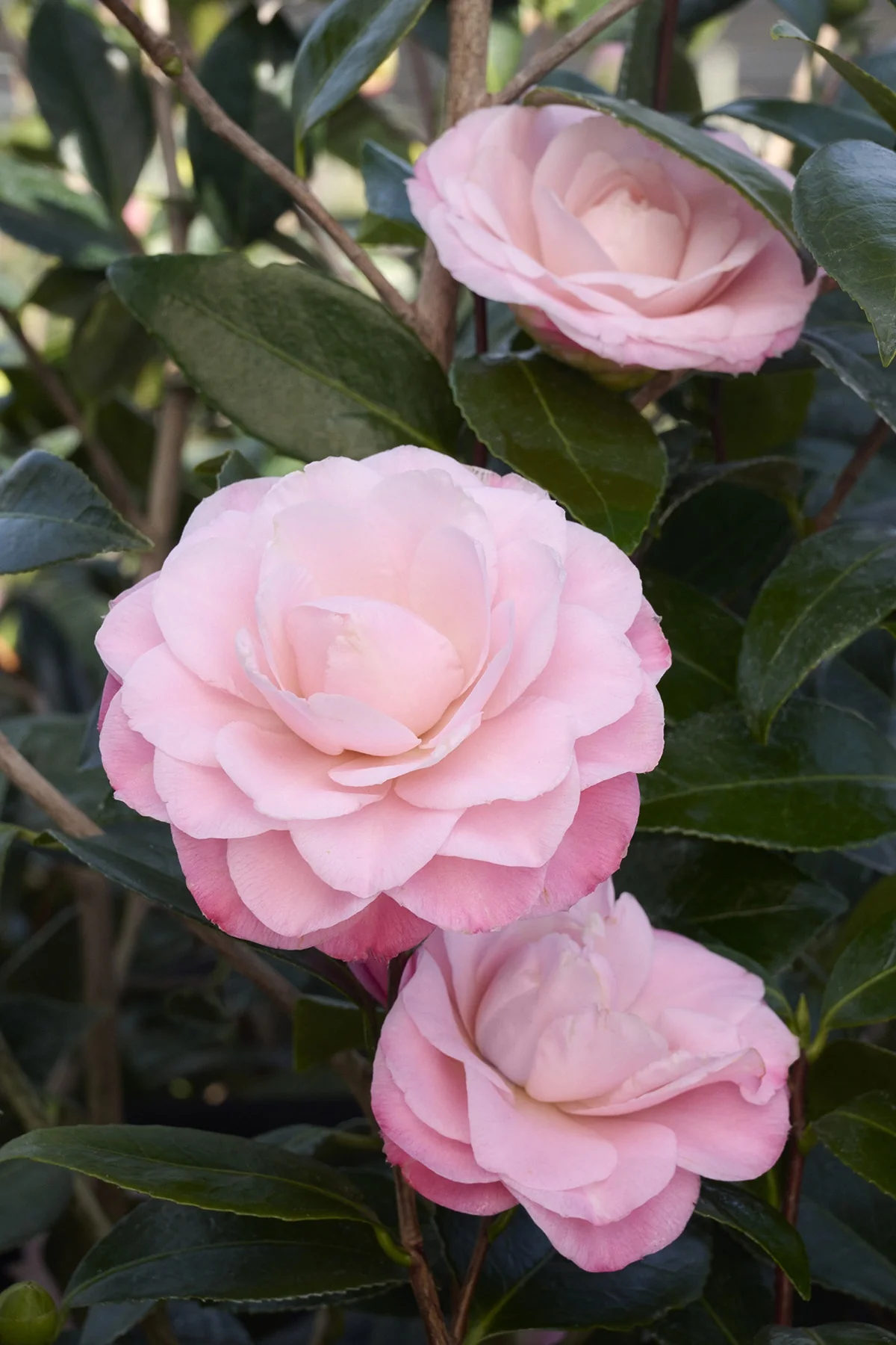 Nuccio's Pearl Camellia 4 Nuccio's Pearl Camellia
