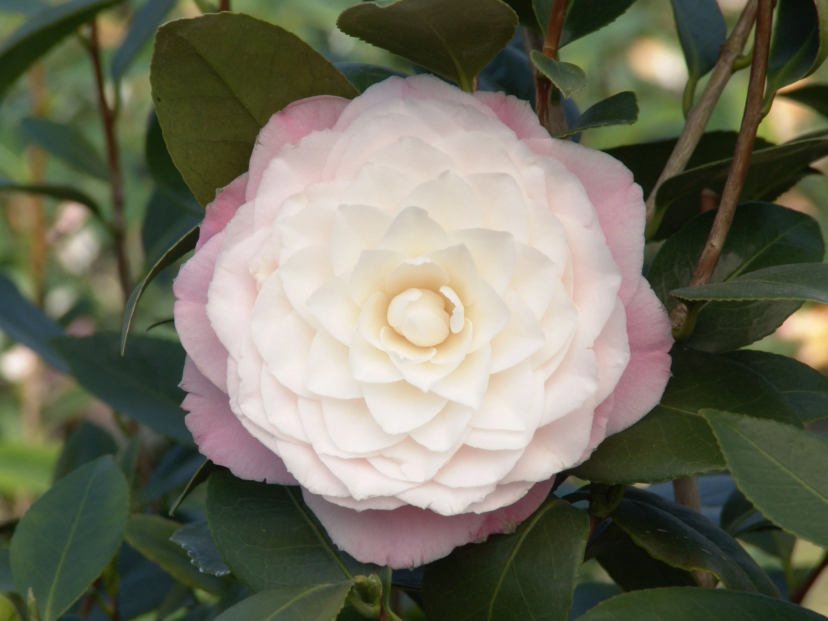 Nuccio's Pearl Camellia 5 Nuccio's Pearl Camellia
