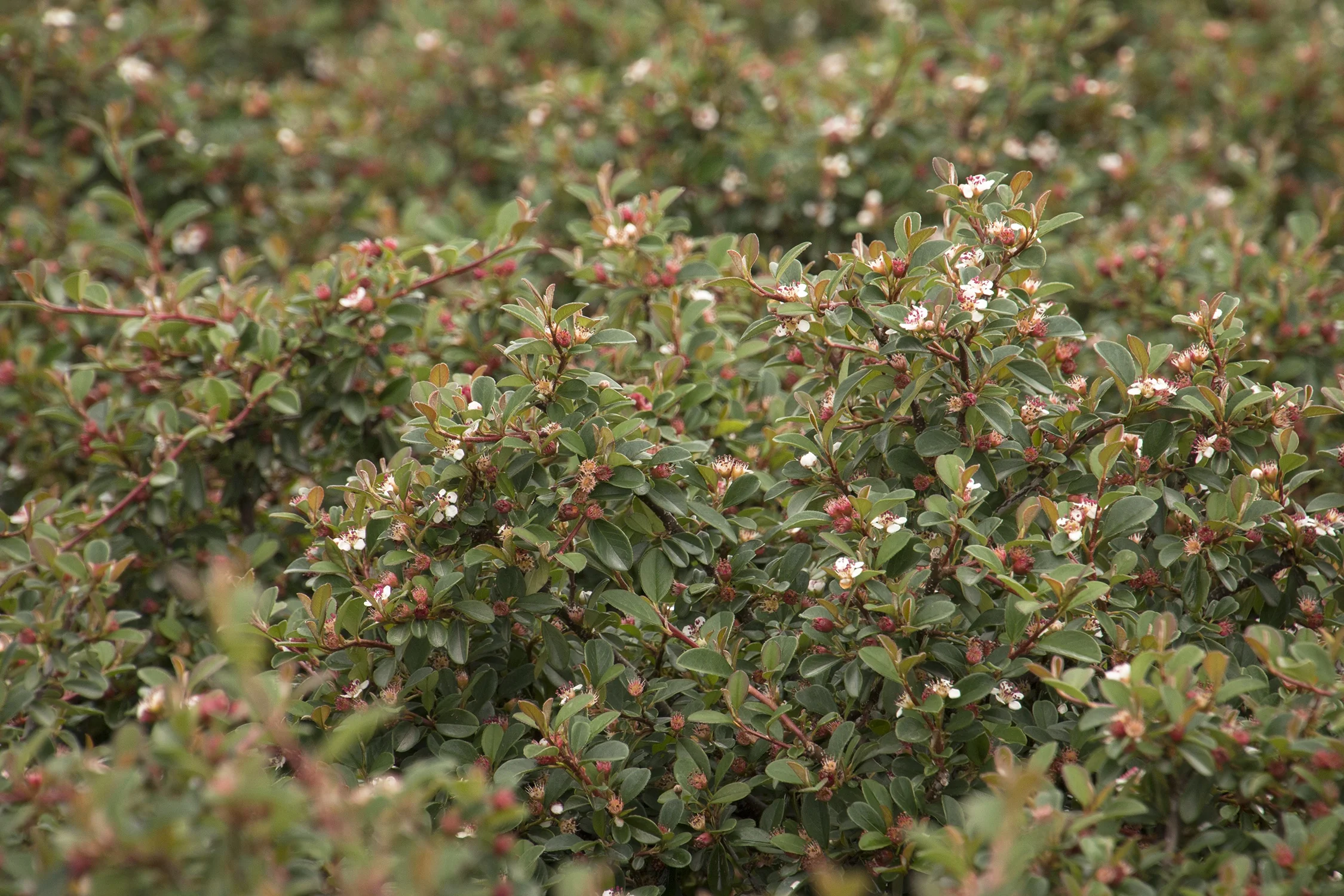 Streibs Findling Cotoneaster 7 Streibs Findling Cotoneaster