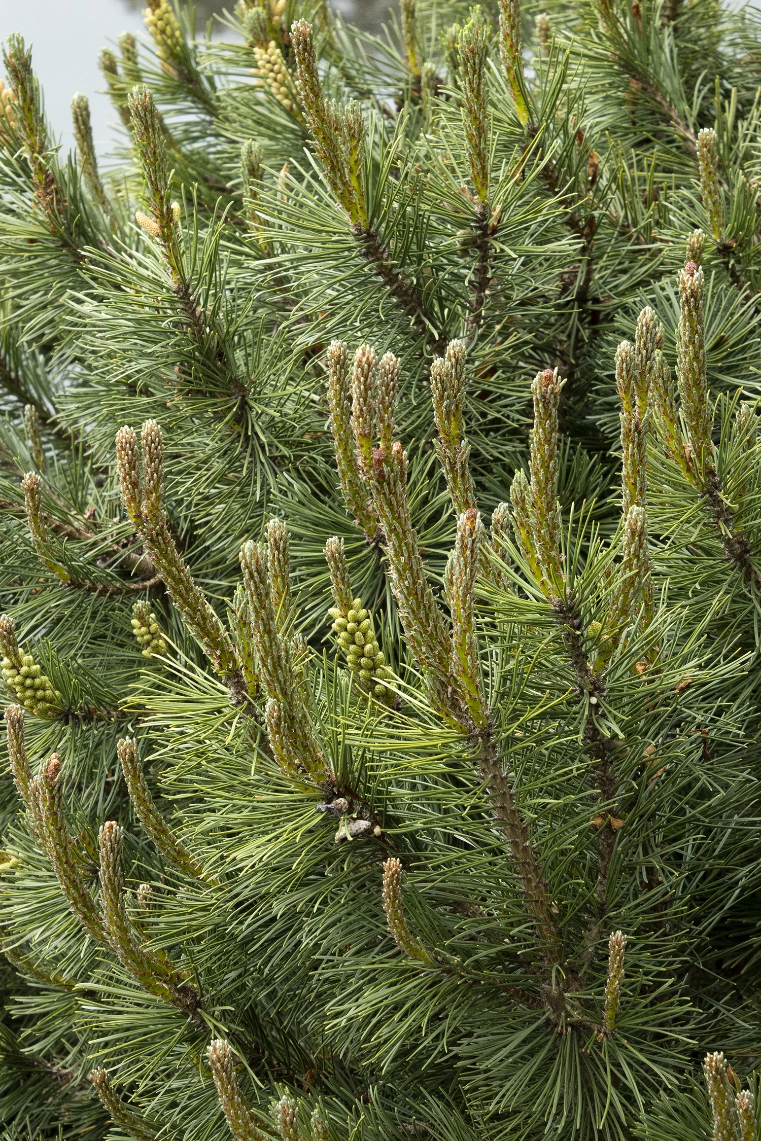 Slowmound Mugo Pine 7 Slowmound Mugo Pine