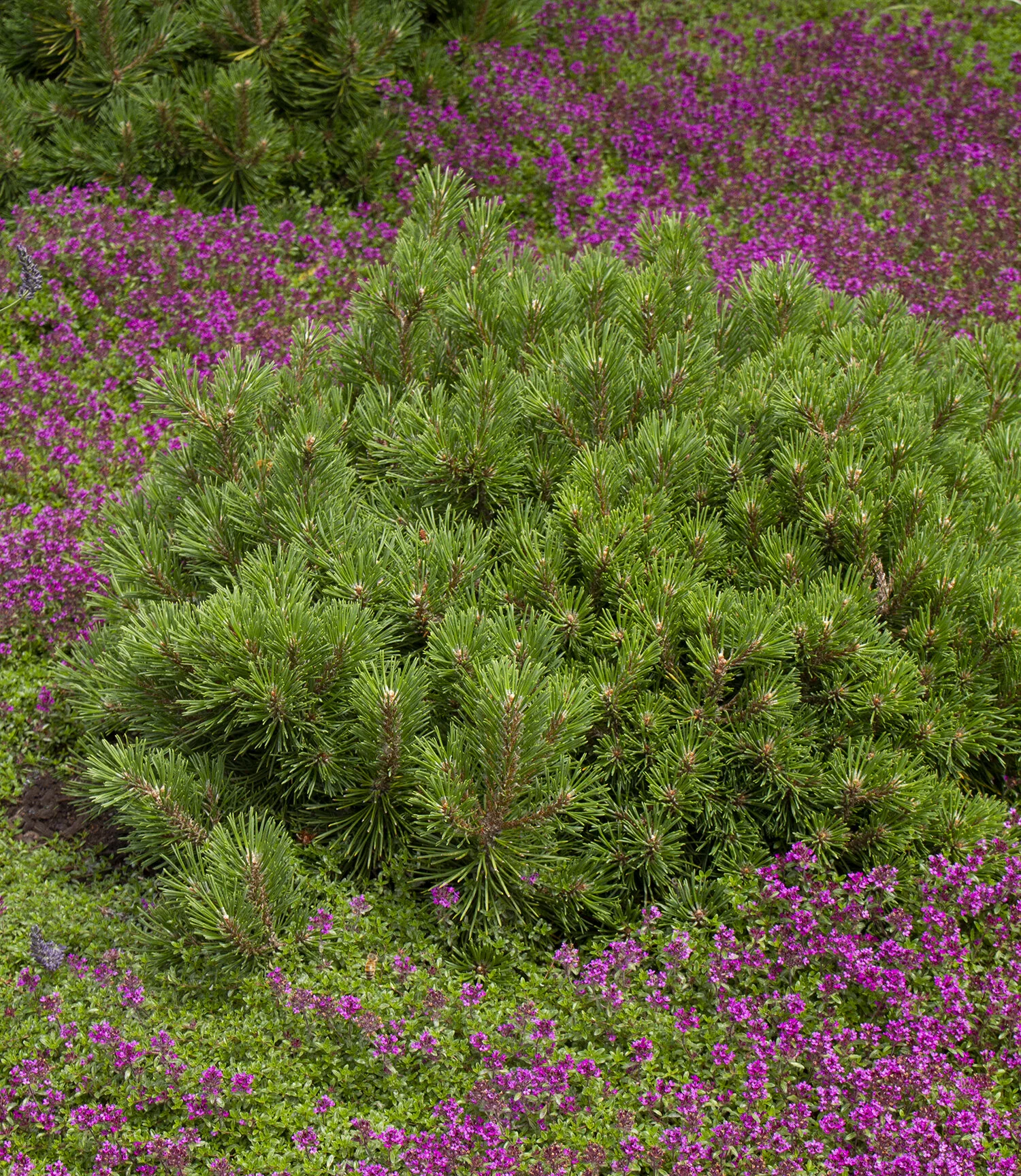 Mops Mugo Pine 1 Mops Mugo Pine