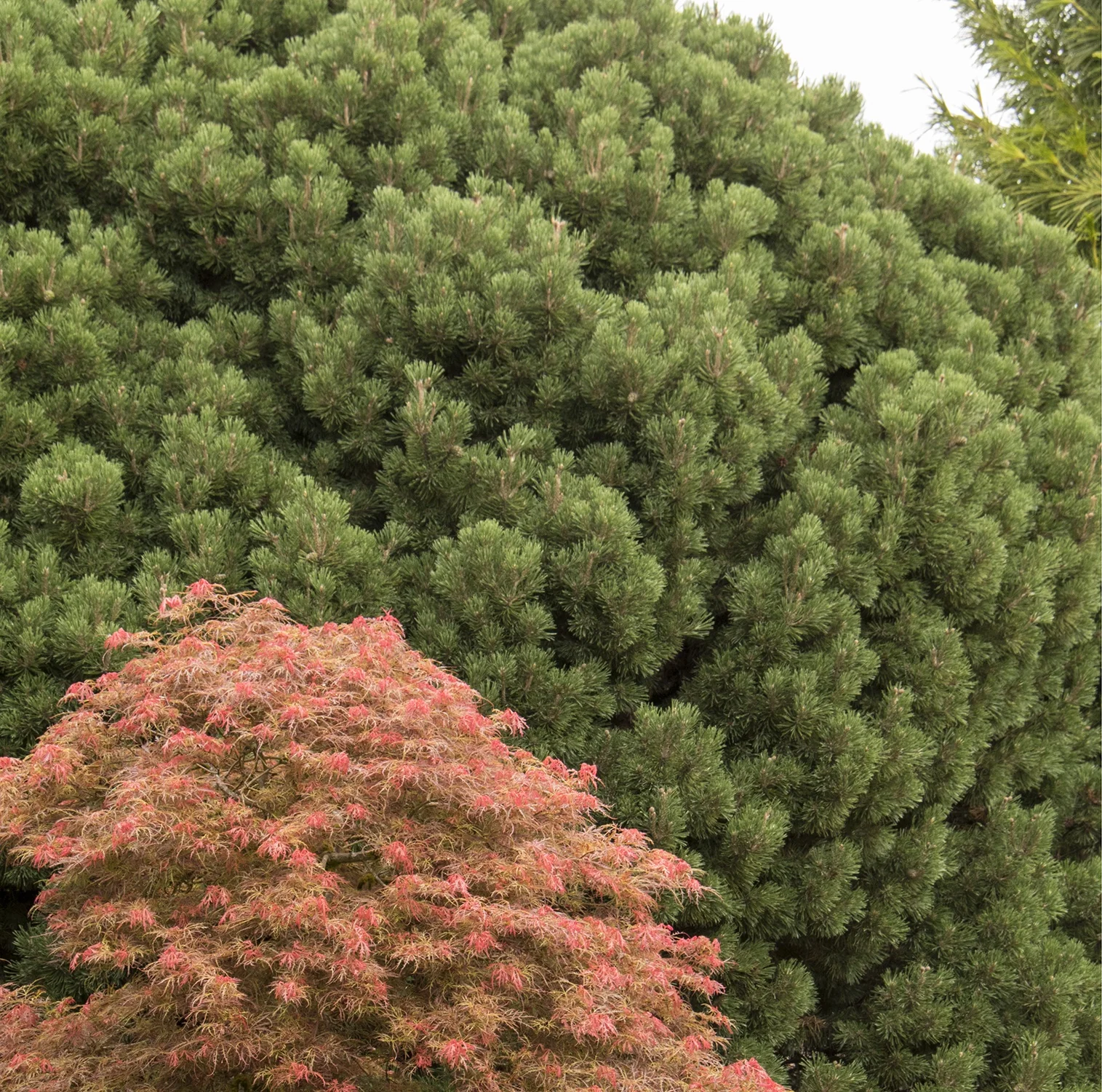 Mops Mugo Pine 2 Mops Mugo Pine