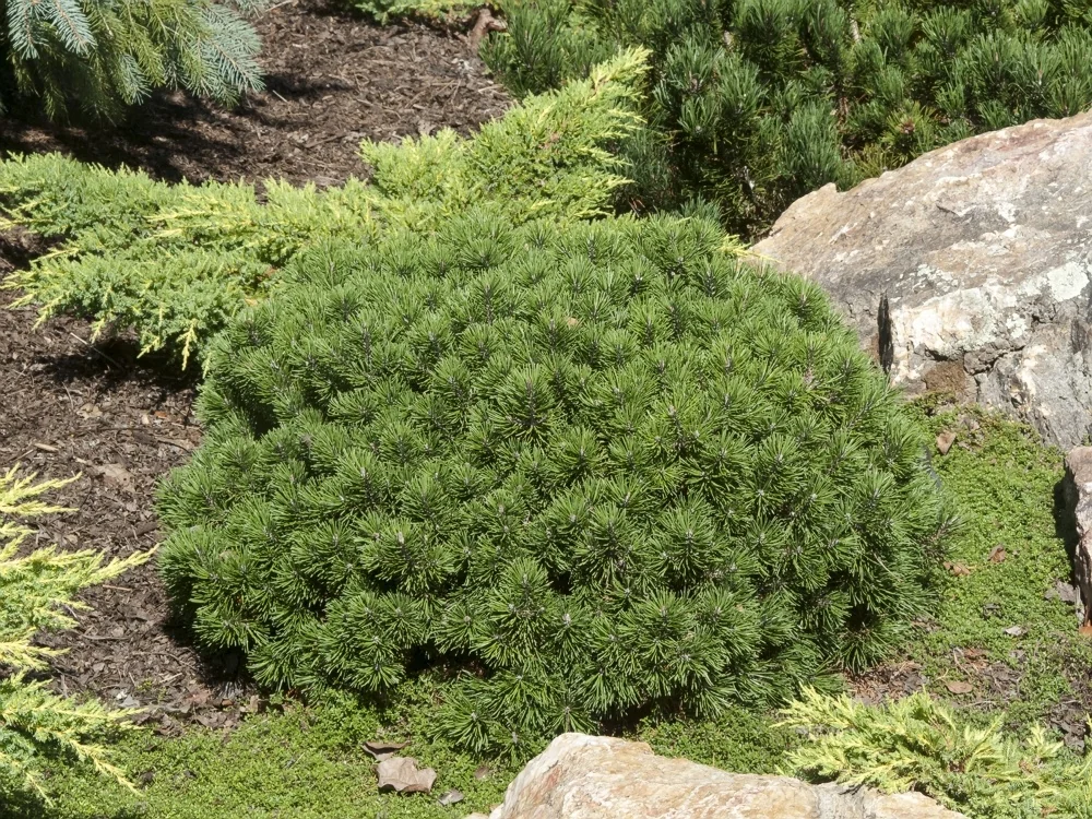 Mops Mugo Pine 3 Mops Mugo Pine
