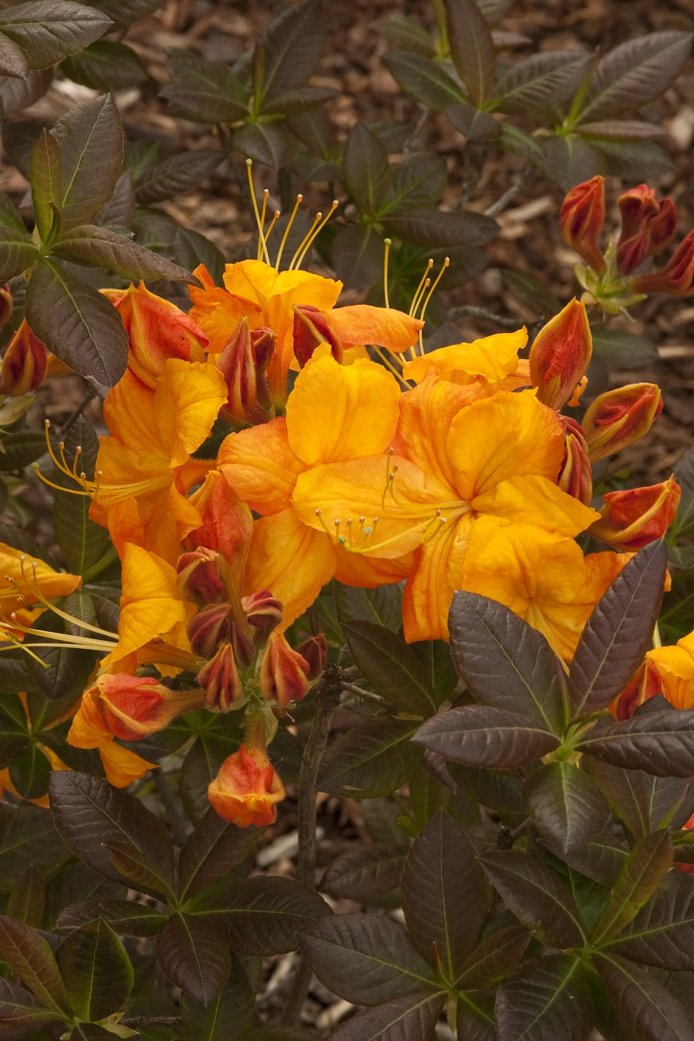Klondyke Azalea 7 Klondyke Azalea