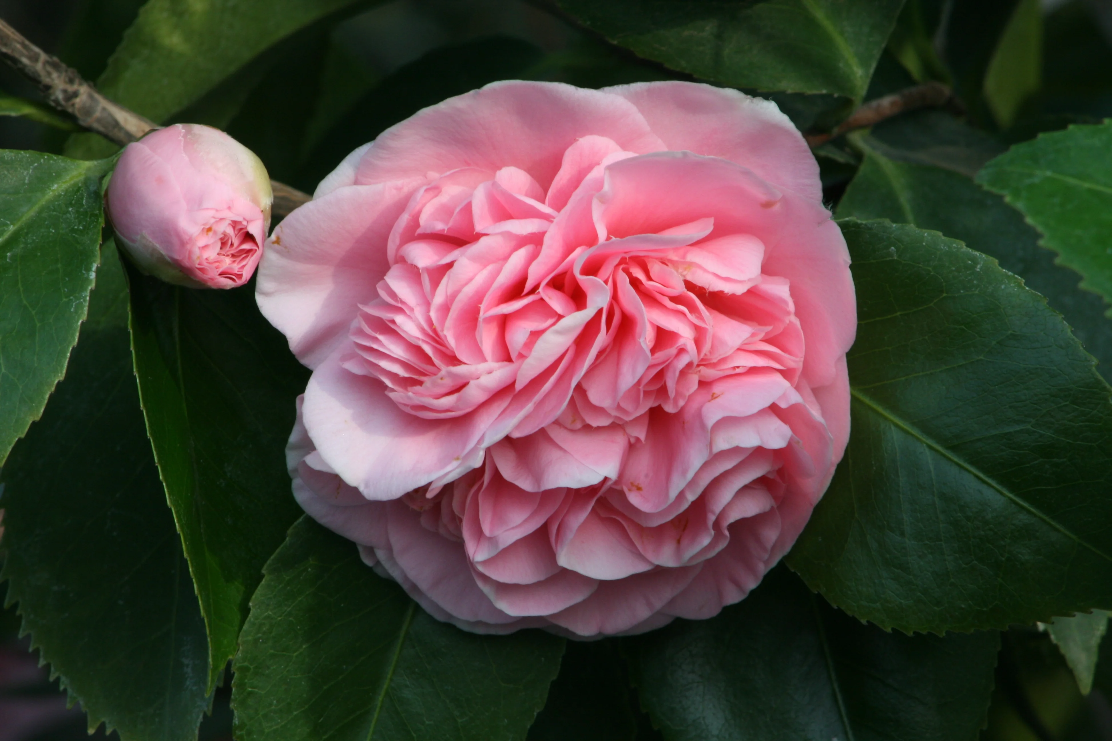 Debutante Camellia 1 Debutante Camellia