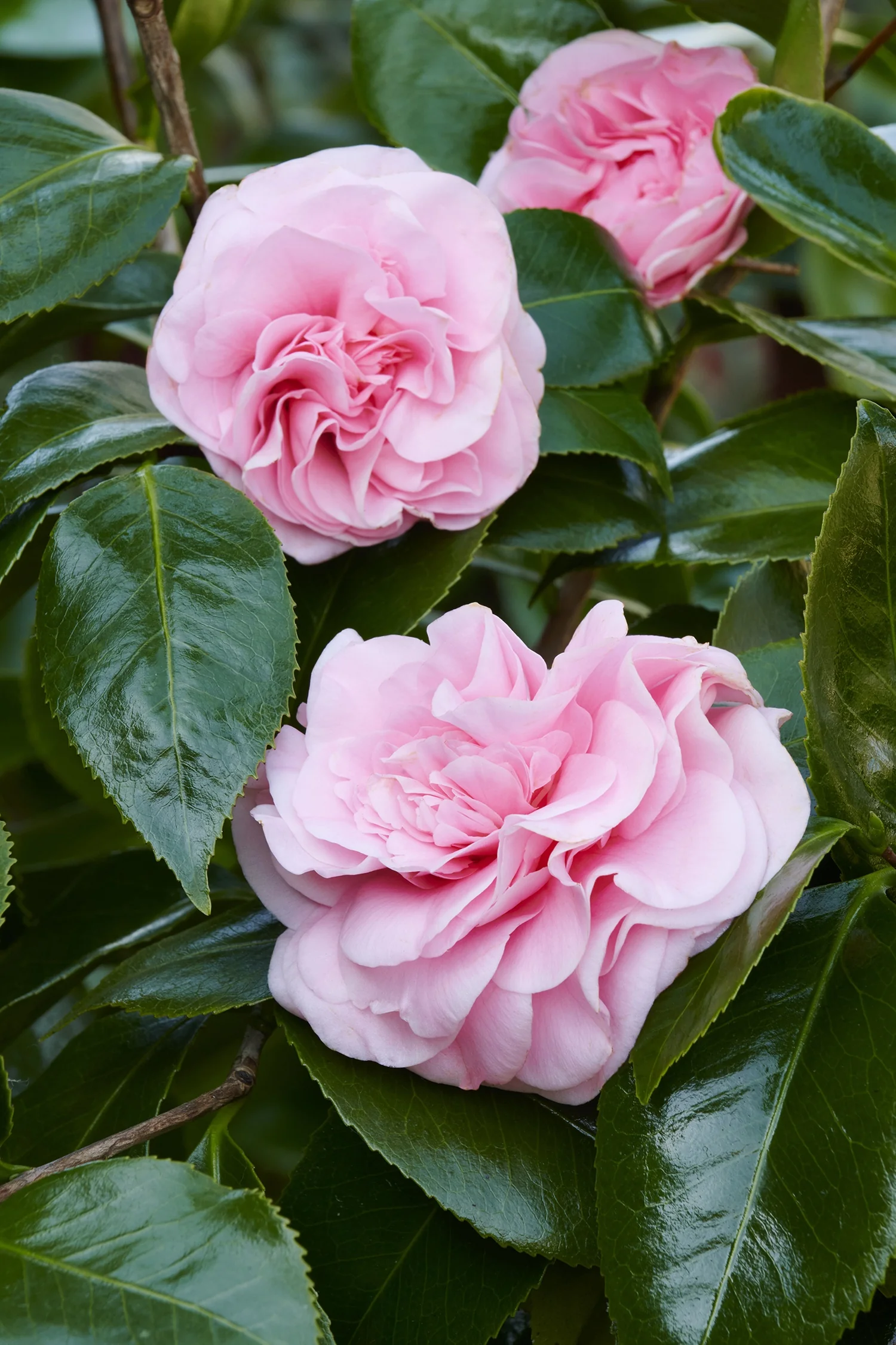 Debutante Camellia 2 Debutante Camellia