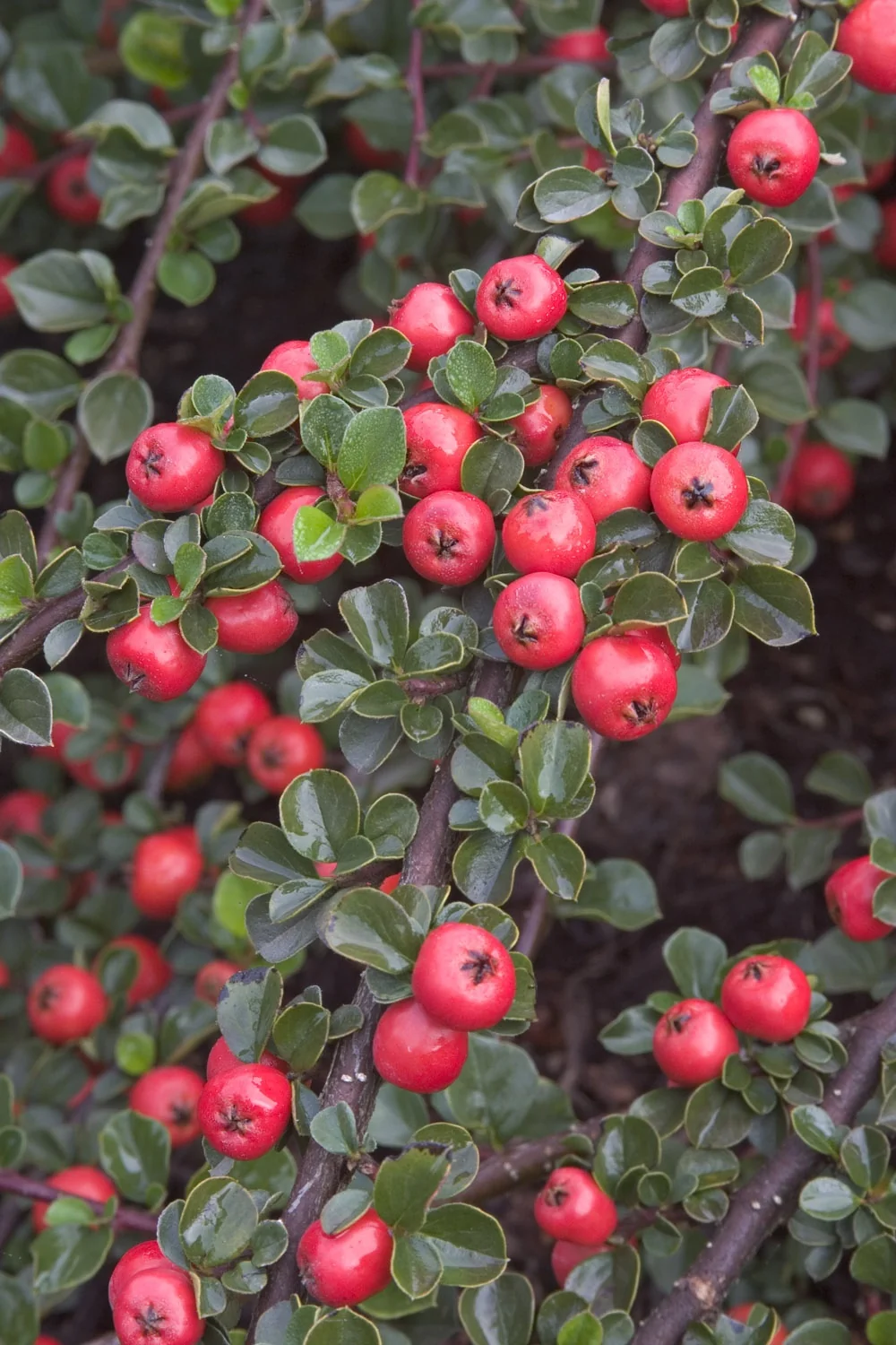 Cranberry Cotoneaster 6 Cranberry Cotoneaster