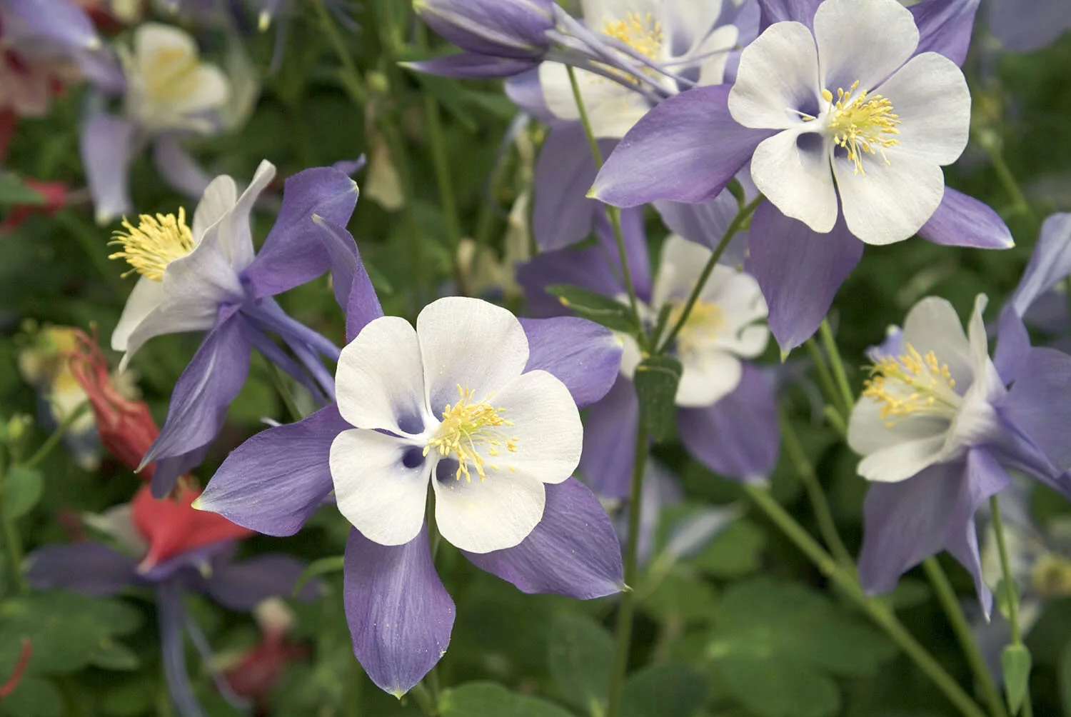 Cameo Blue & White Columbine 5 Cameo Blue & White Columbine