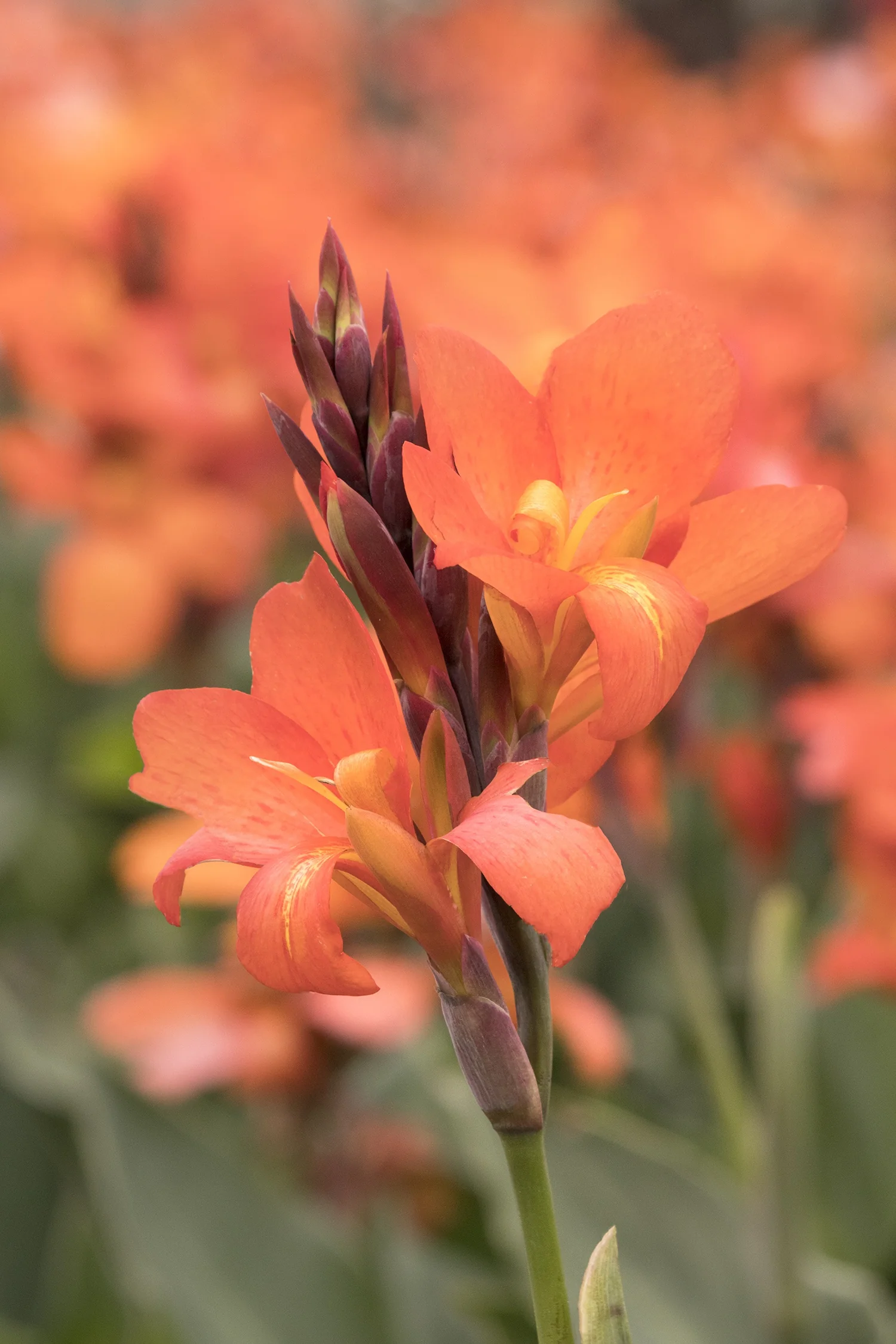 Cannova® Orange Shades Canna Lily
