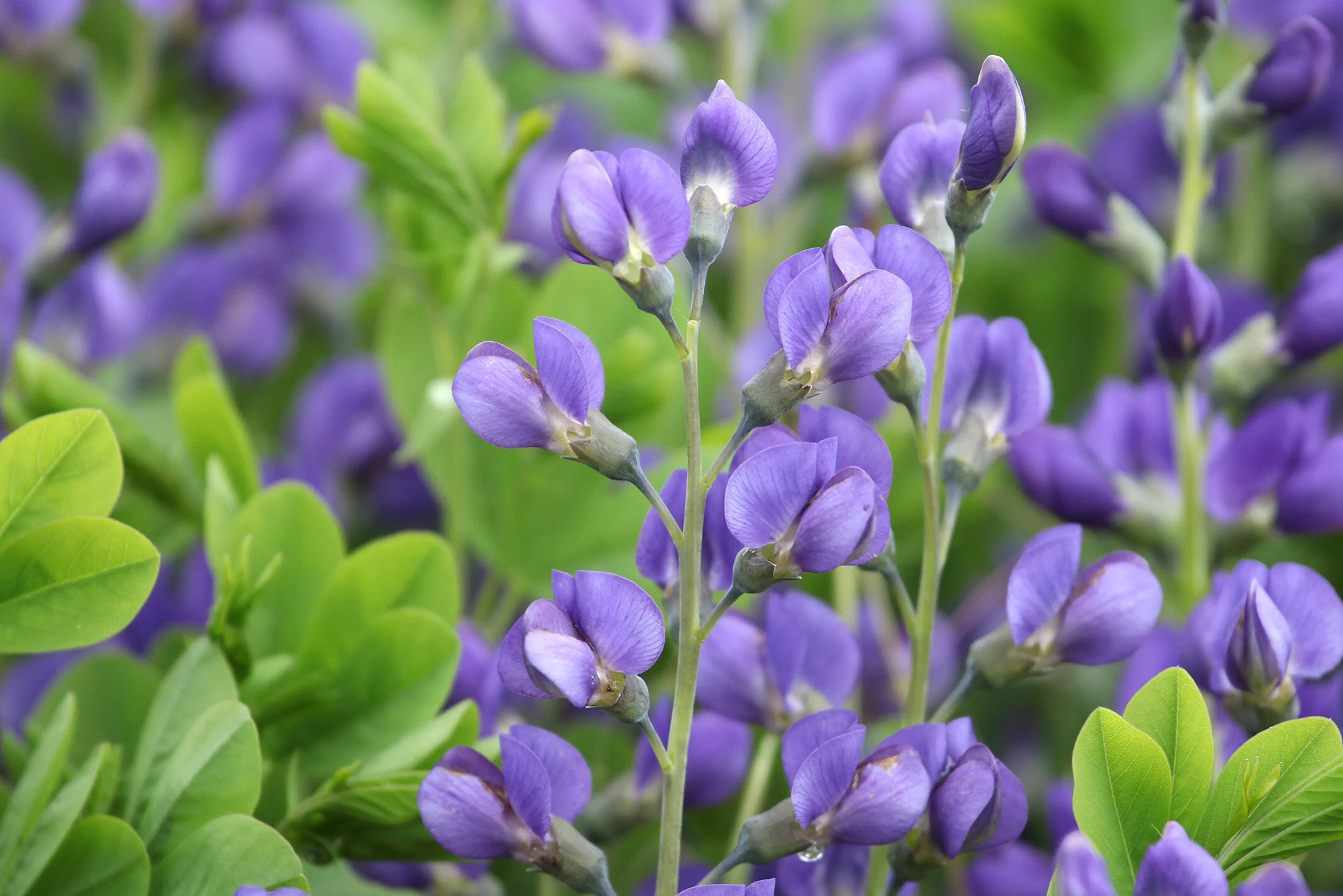 Blue False Indigo 1 Blue False Indigo