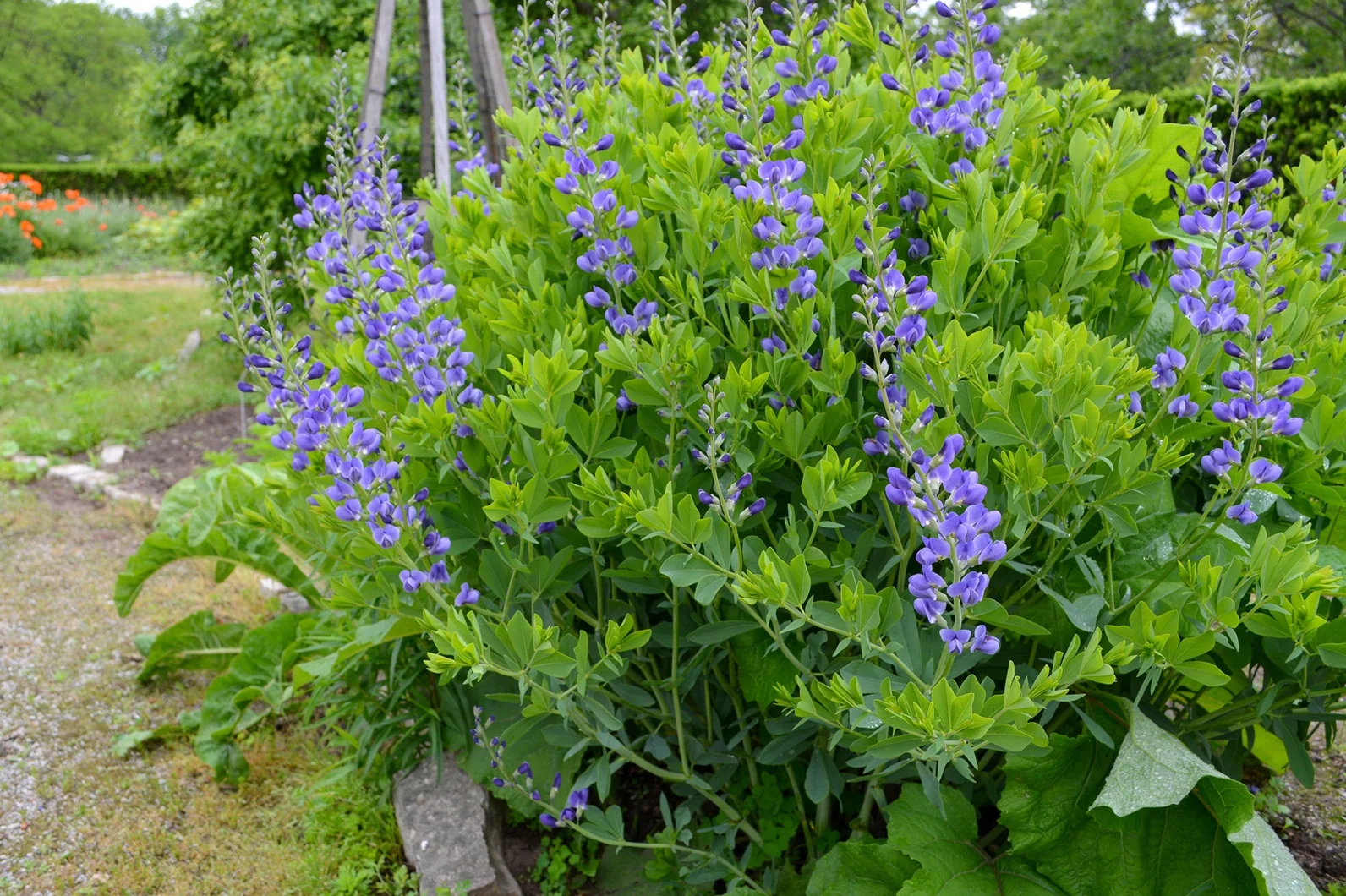 Blue False Indigo 2 Blue False Indigo