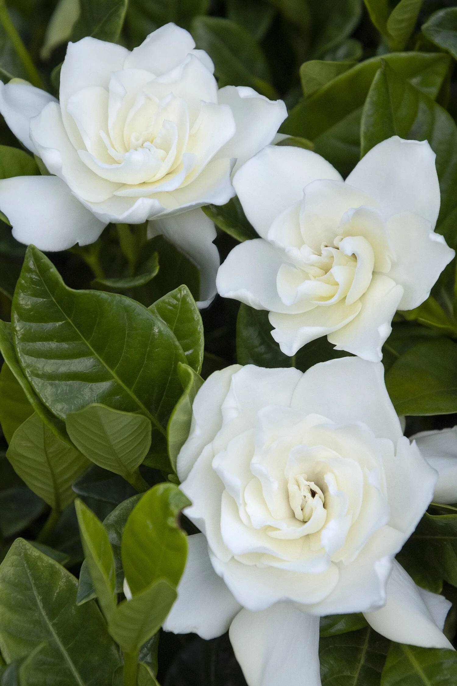 Everblooming Gardenia