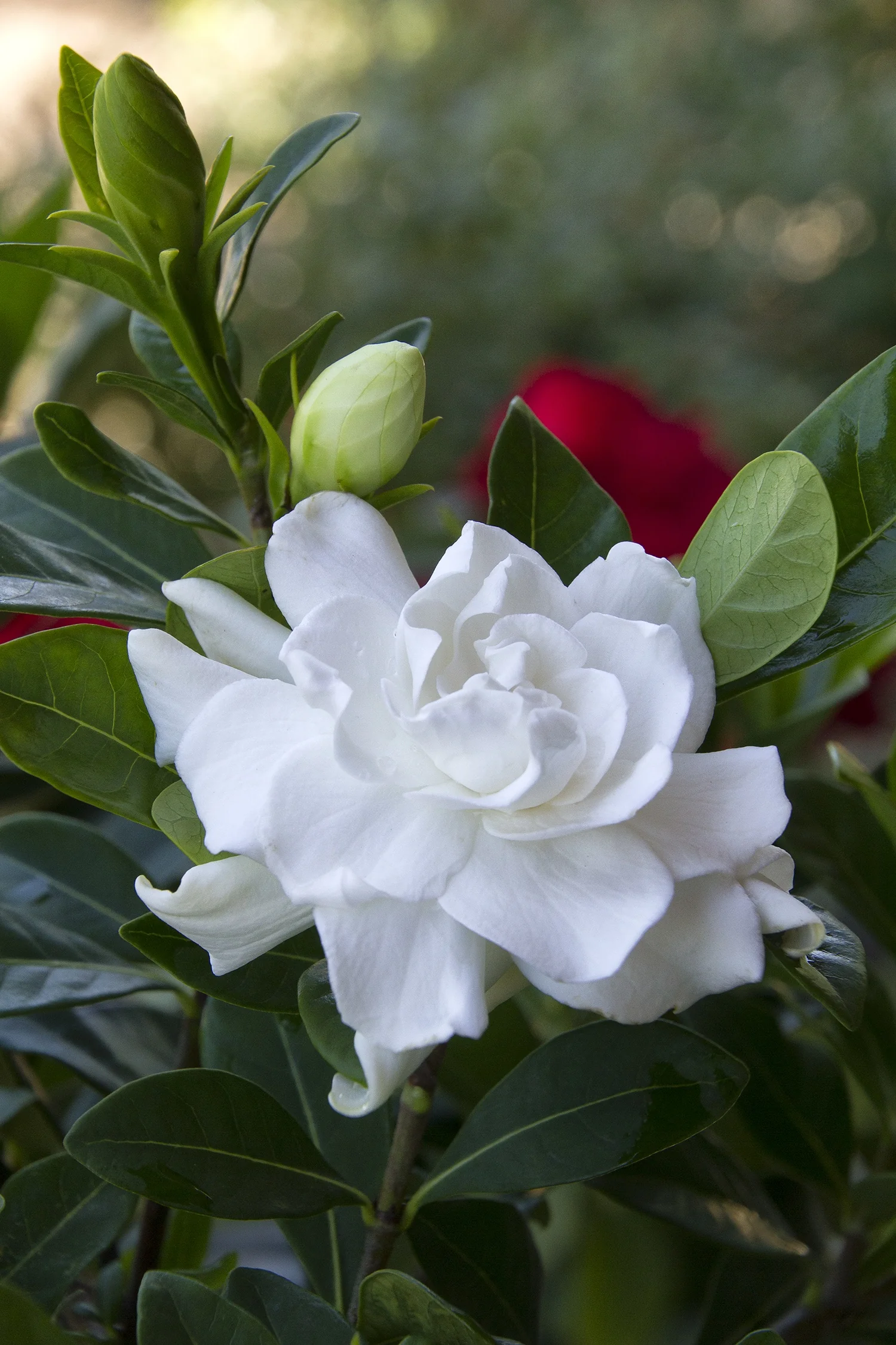 Everblooming Gardenia
