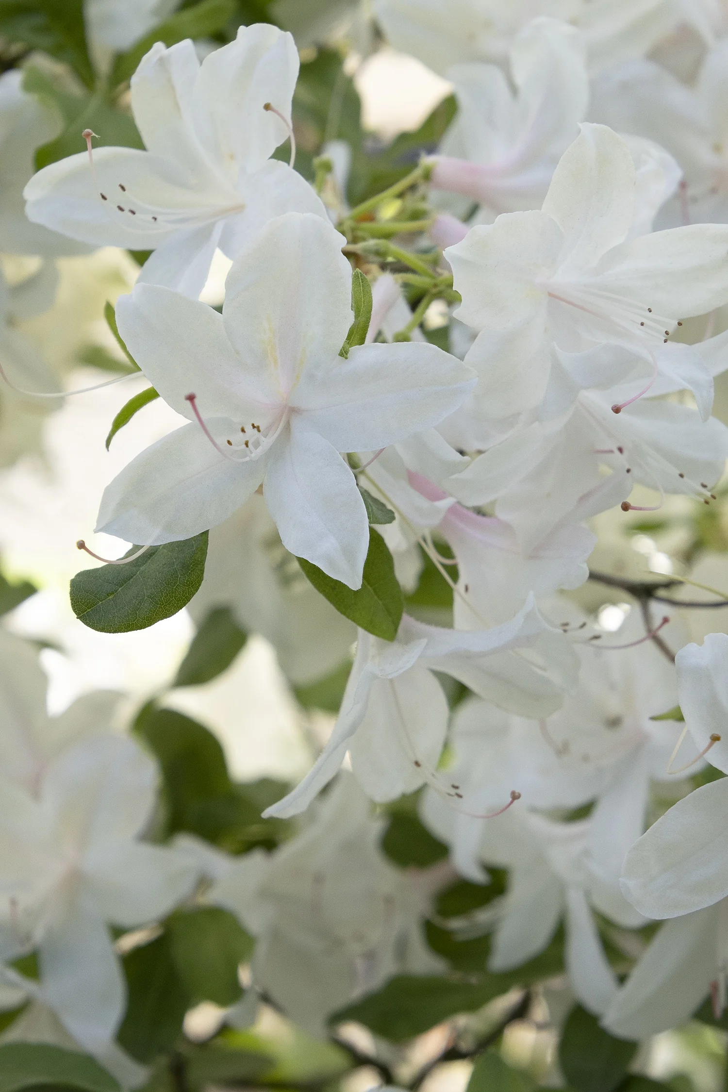 Irene Koster Azalea 2 Irene Koster Azalea